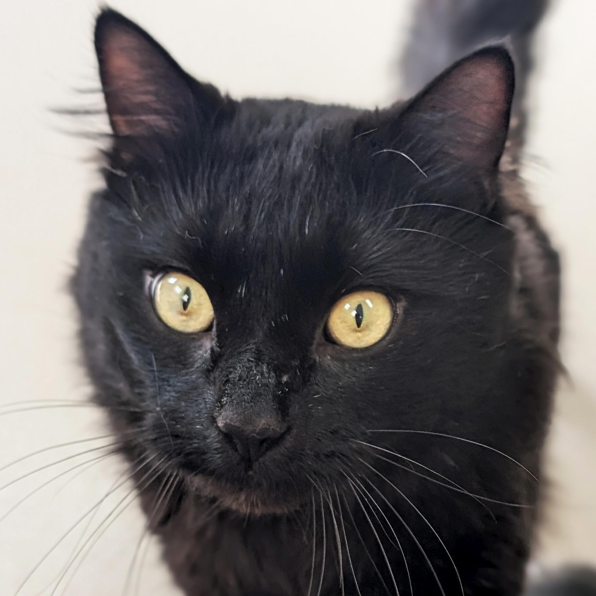 Odin, a ADOPTABLE Domestic Long Hair in Jefferson, WI image 1/2