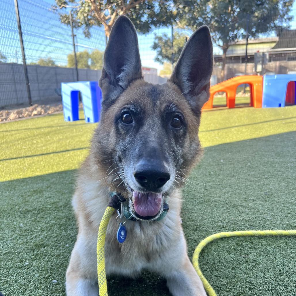 Enlarge Billy, a Adoptable German Shepherd Dog in Apache Junction, AZ image 1/4