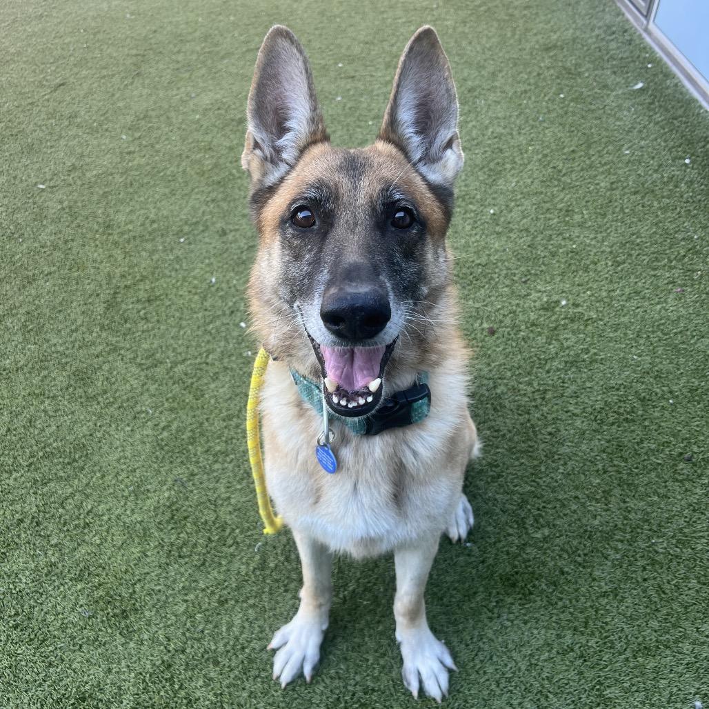Enlarge Billy, a Adoptable German Shepherd Dog in Apache Junction, AZ image 2/4