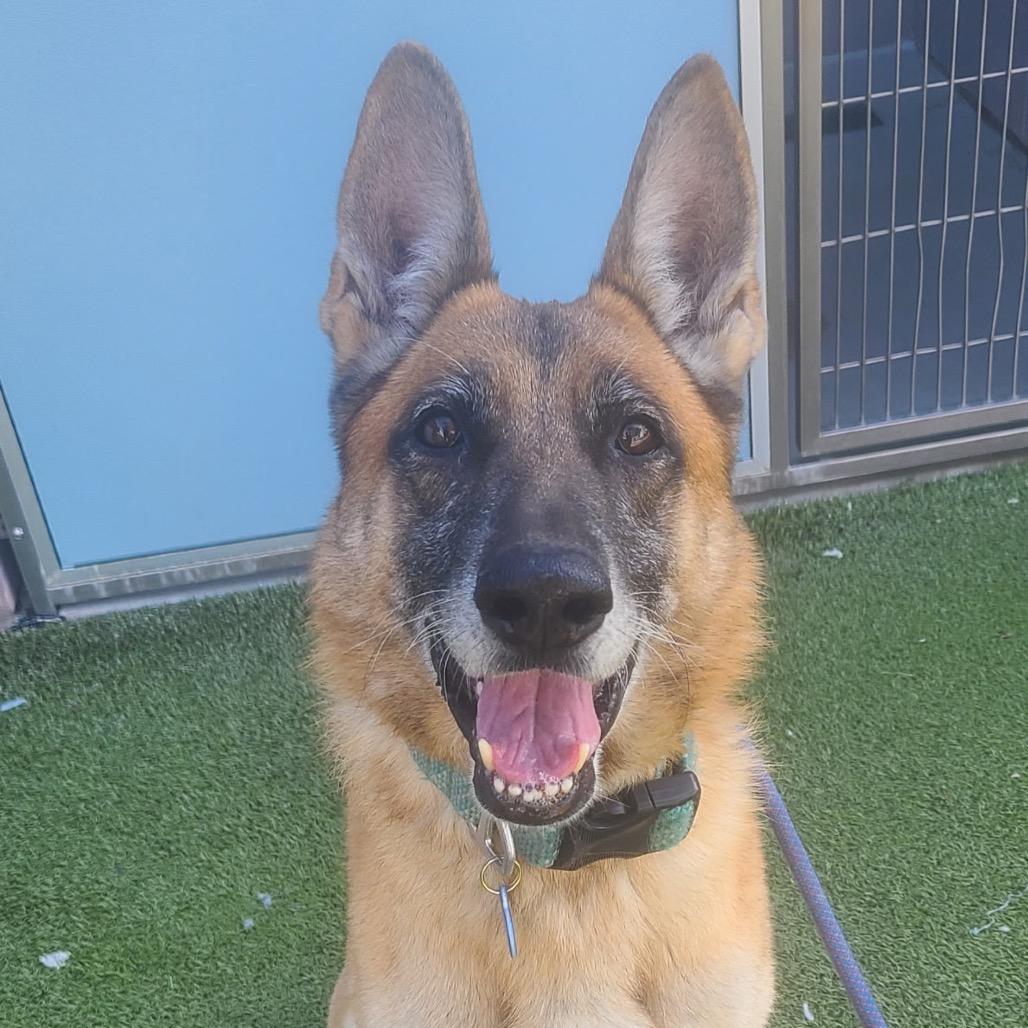 Enlarge Billy, a Adoptable German Shepherd Dog in Apache Junction, AZ image 3/4