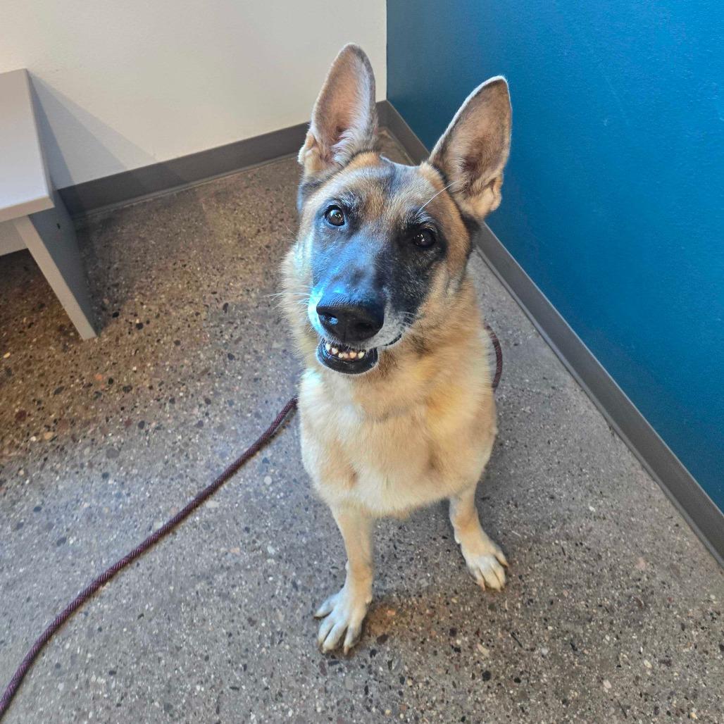 Enlarge Billy, a Adoptable German Shepherd Dog in Apache Junction, AZ image 4/4