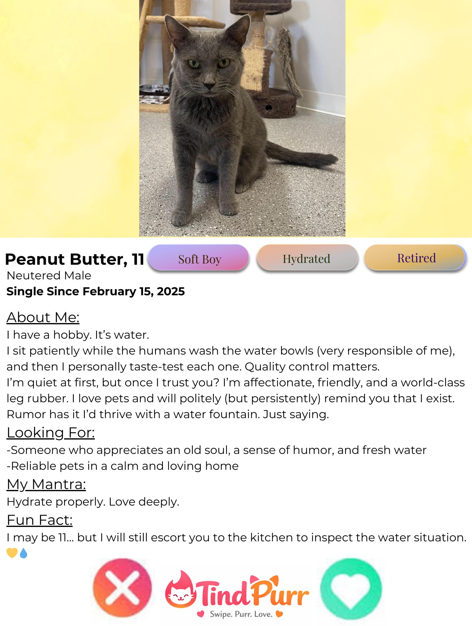 Enlarge Peanut Butter, a Adoptable Domestic Short Hair in Indiana, PA image 2/3
