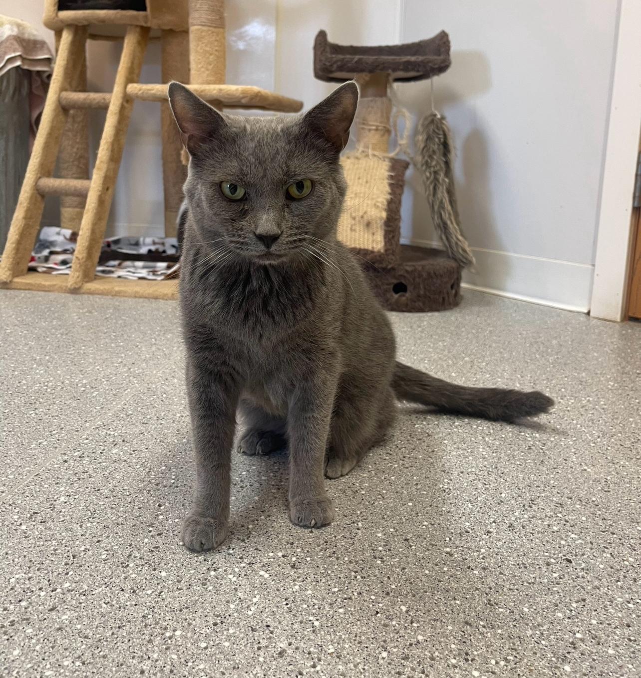 Peanut Butter, Adoptable, Senior Male Domestic Short Hair.