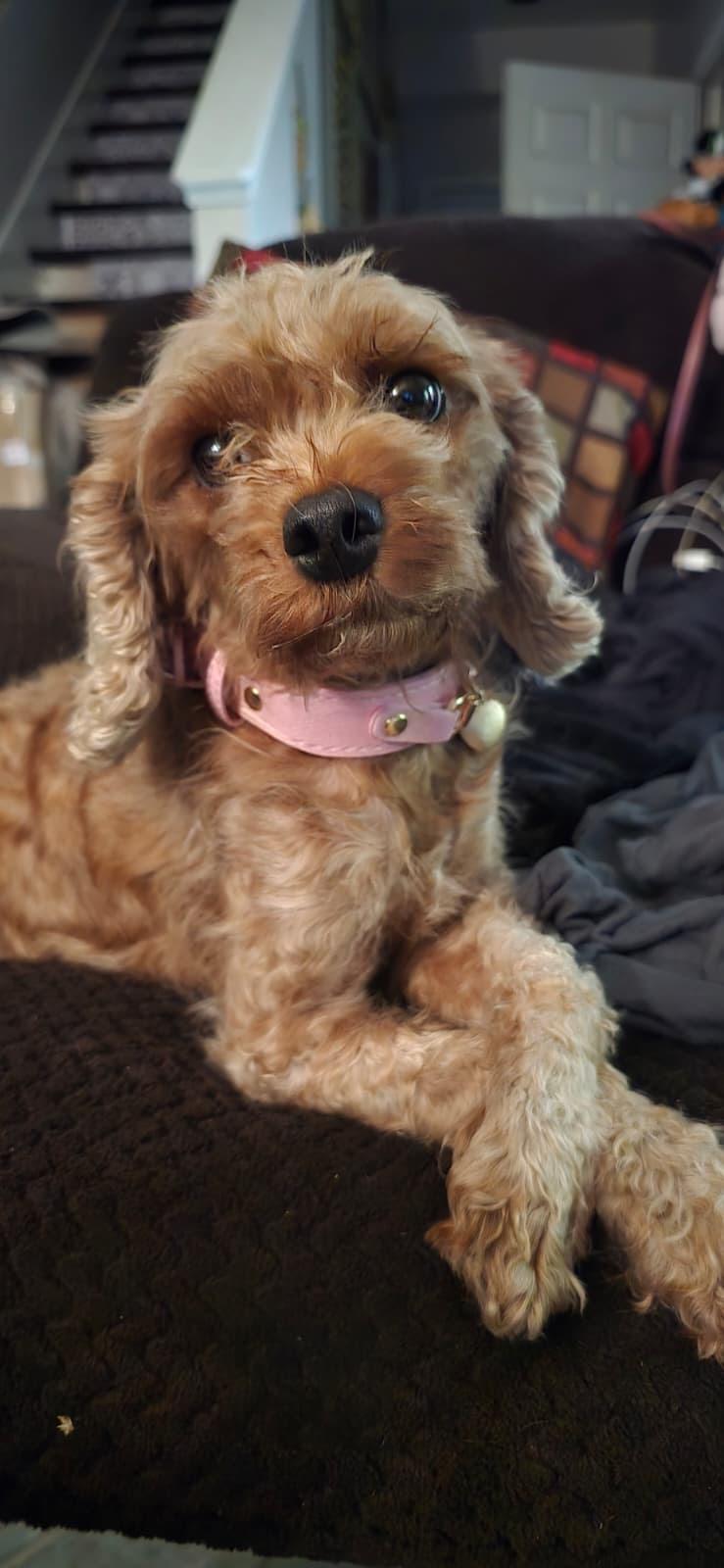 Meeko, Adoptable, Young Female Poodle.