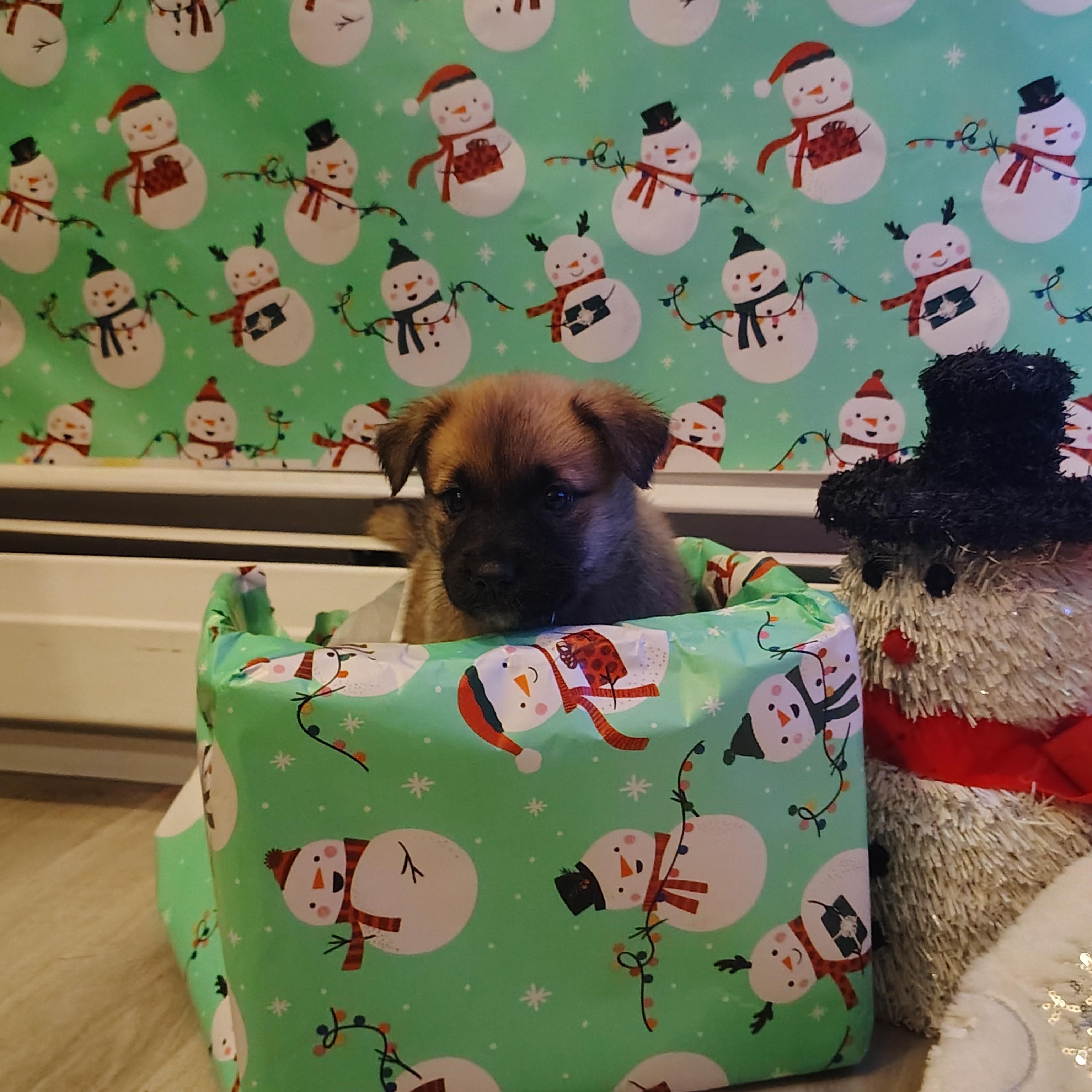 Belle, an adopted mixed breed in Wilmington, NC image 1/4