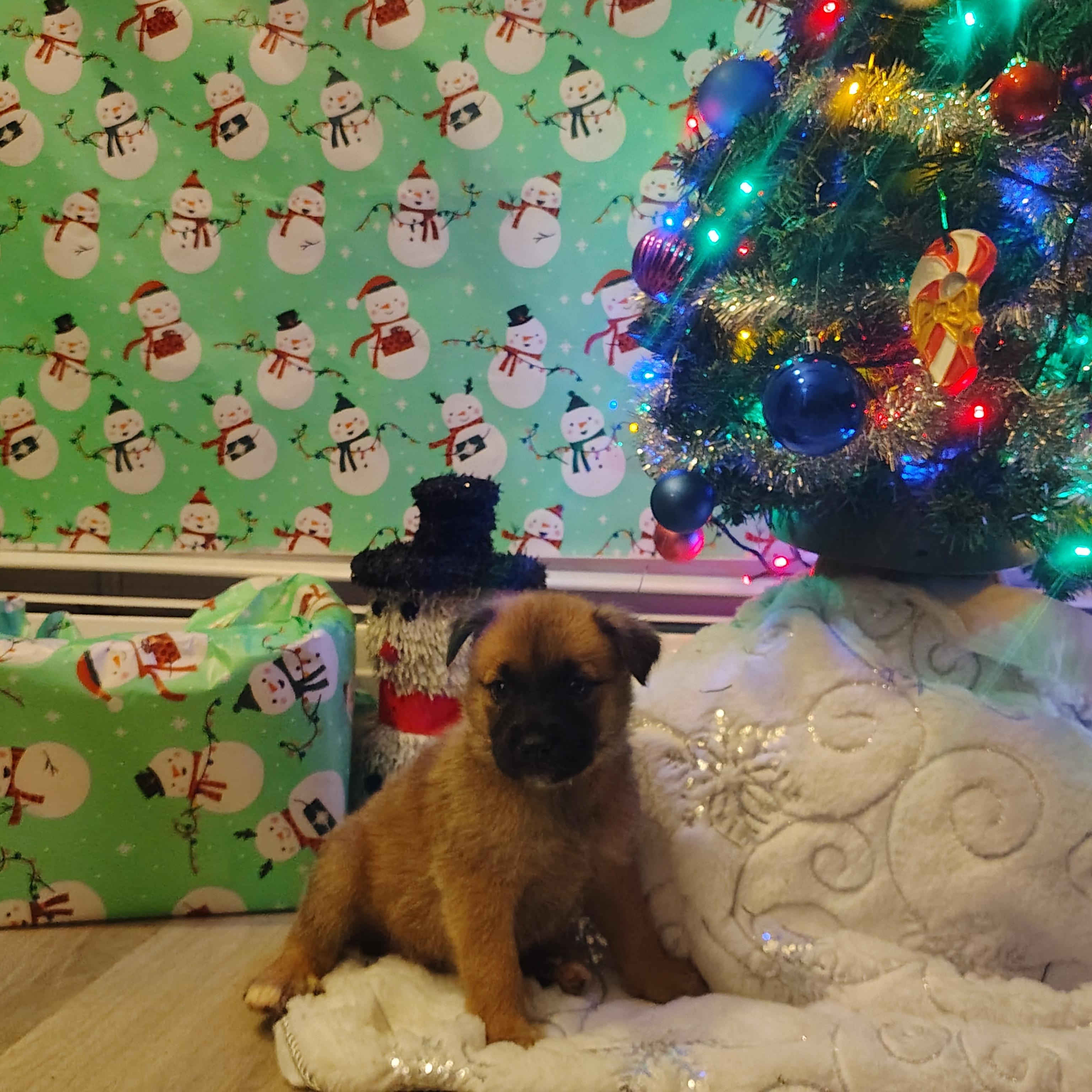 Belle, an adopted mixed breed in Wilmington, NC image 2/4