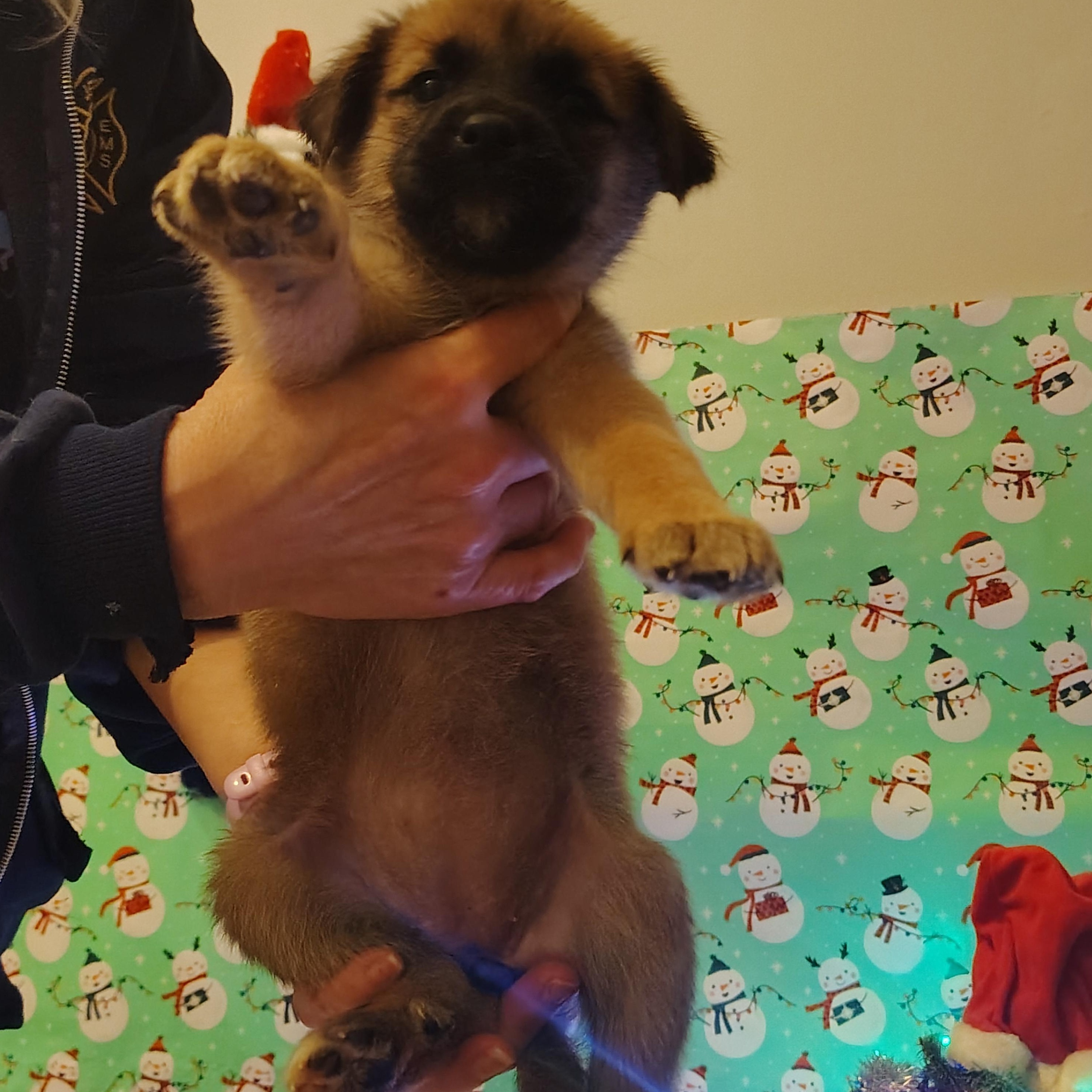 Belle, an adopted mixed breed in Wilmington, NC image 3/4