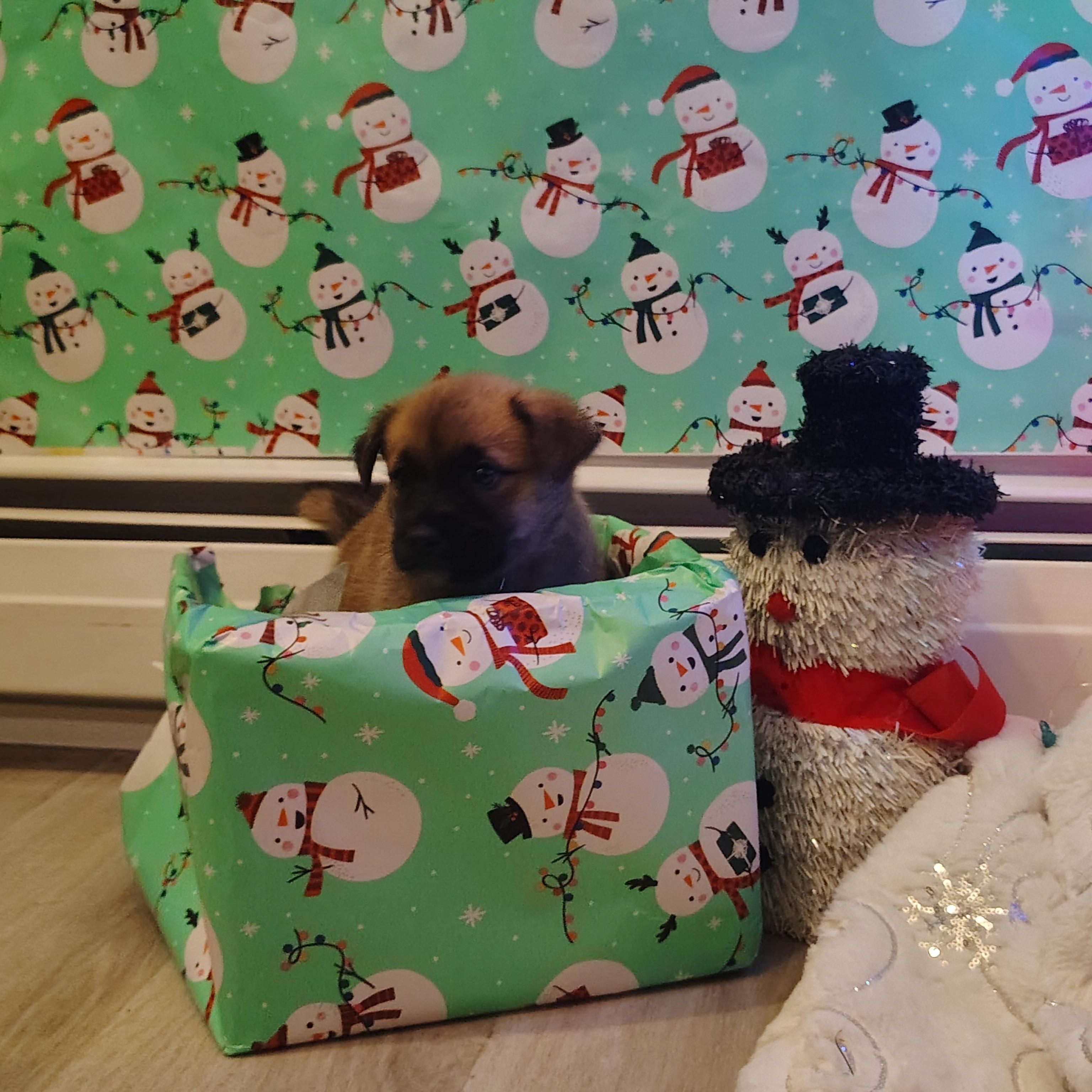 Belle, an adopted mixed breed in Wilmington, NC image 4/4