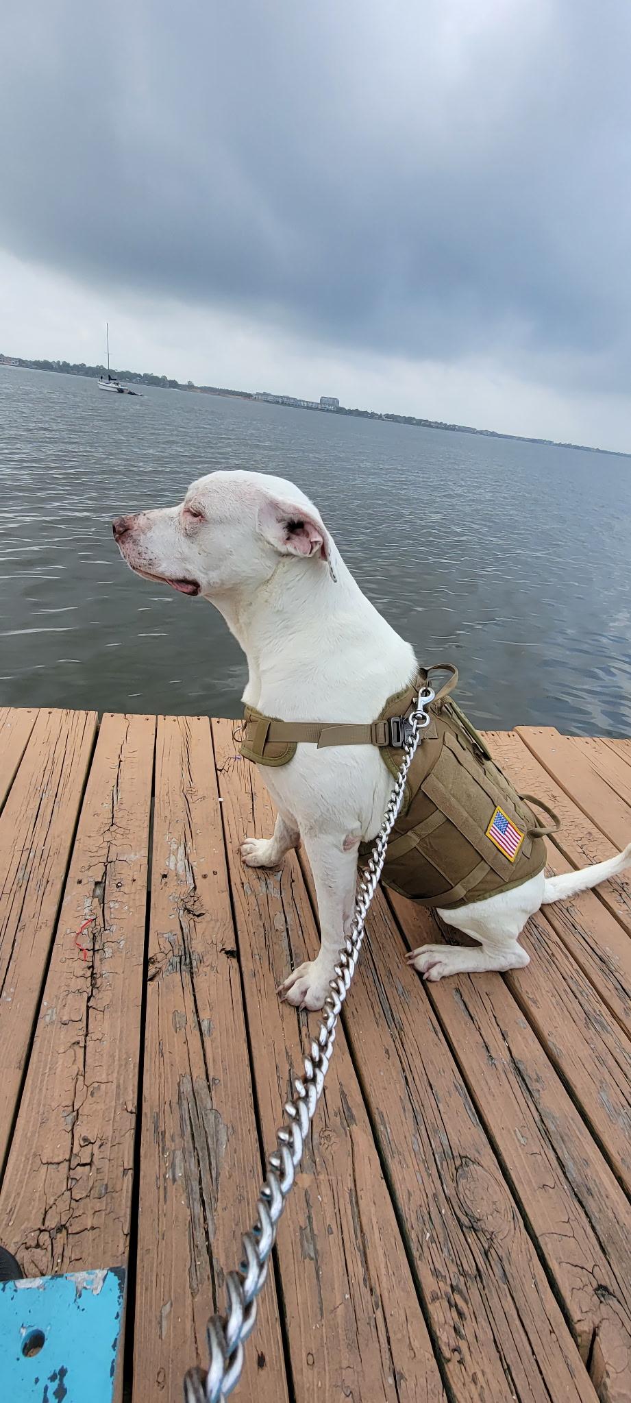 ZEUS - Handsome, Nice, Active, Adopted, Adult Male Pit Bull Terrier.