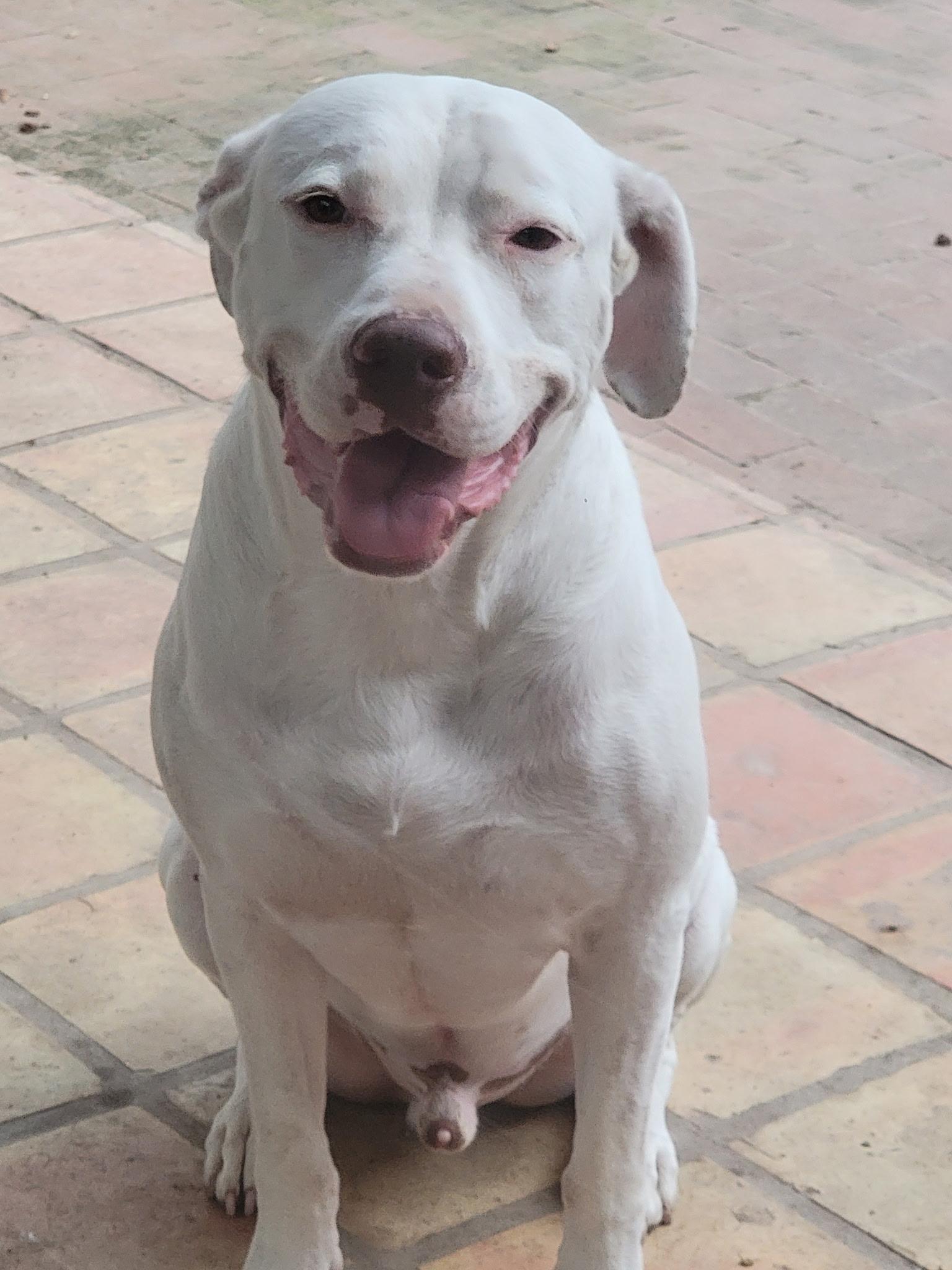 Enlarge ZEUS - Handsome, Nice, Active, a Adopted mixed breed in Billings, MT image 2/3