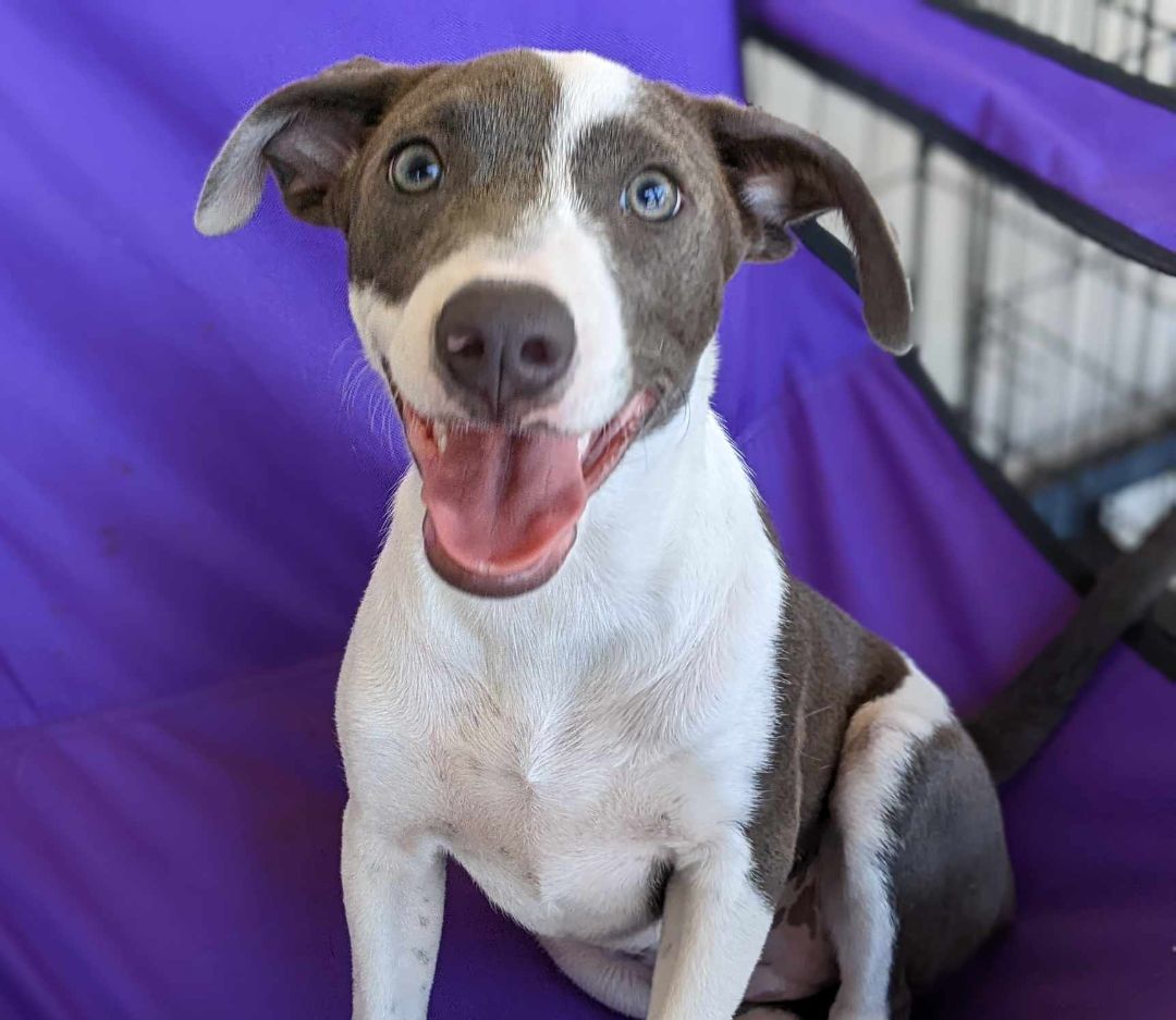 Enlarge Rarity, a Adoptable mixed breed in San Jose, CA image 3/6