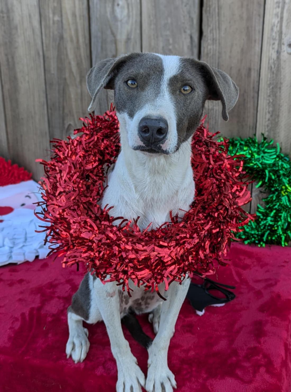 Rarity, Adoptable, Adult Female Pit Bull Terrier & Cattle Dog.