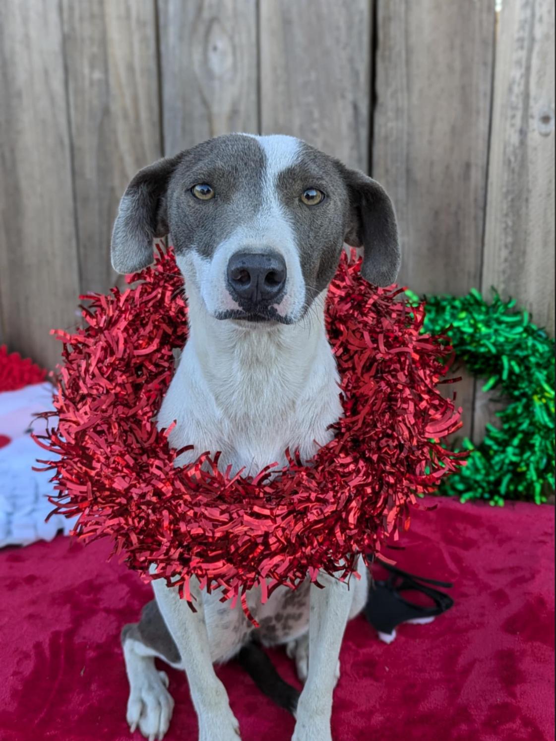 Enlarge Rarity, a Adoptable mixed breed in San Jose, CA image 2/6