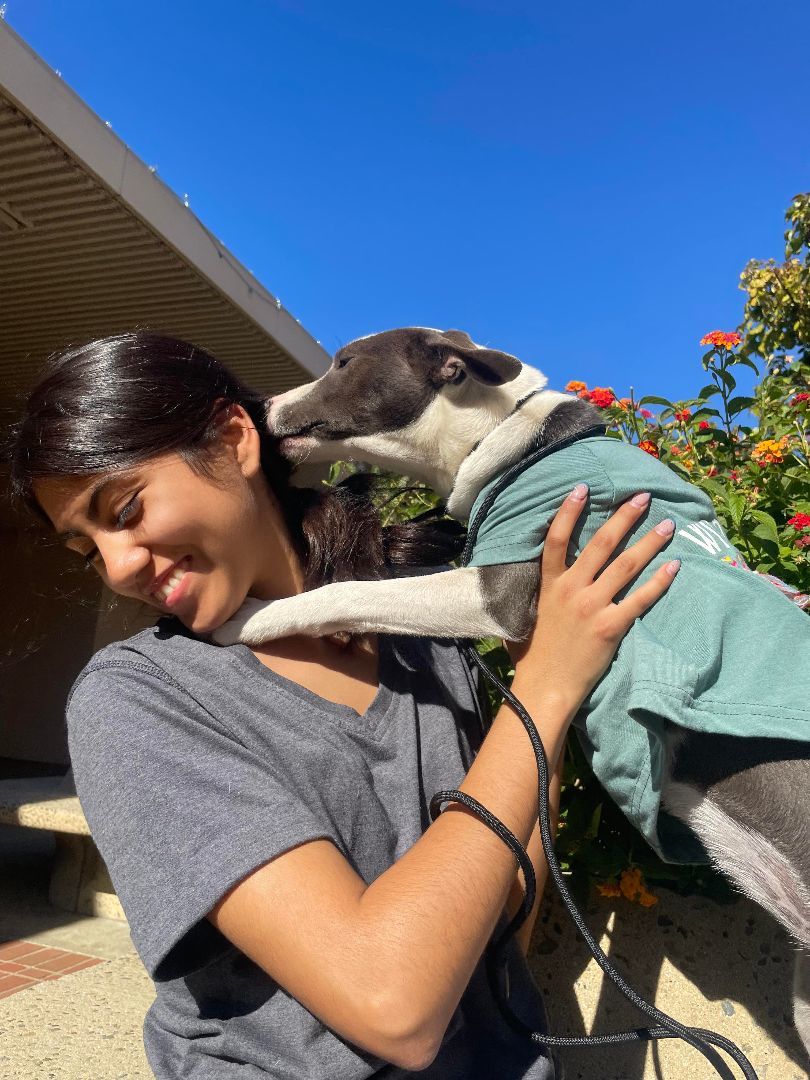 Enlarge Rarity, a Adoptable mixed breed in San Jose, CA image 5/6