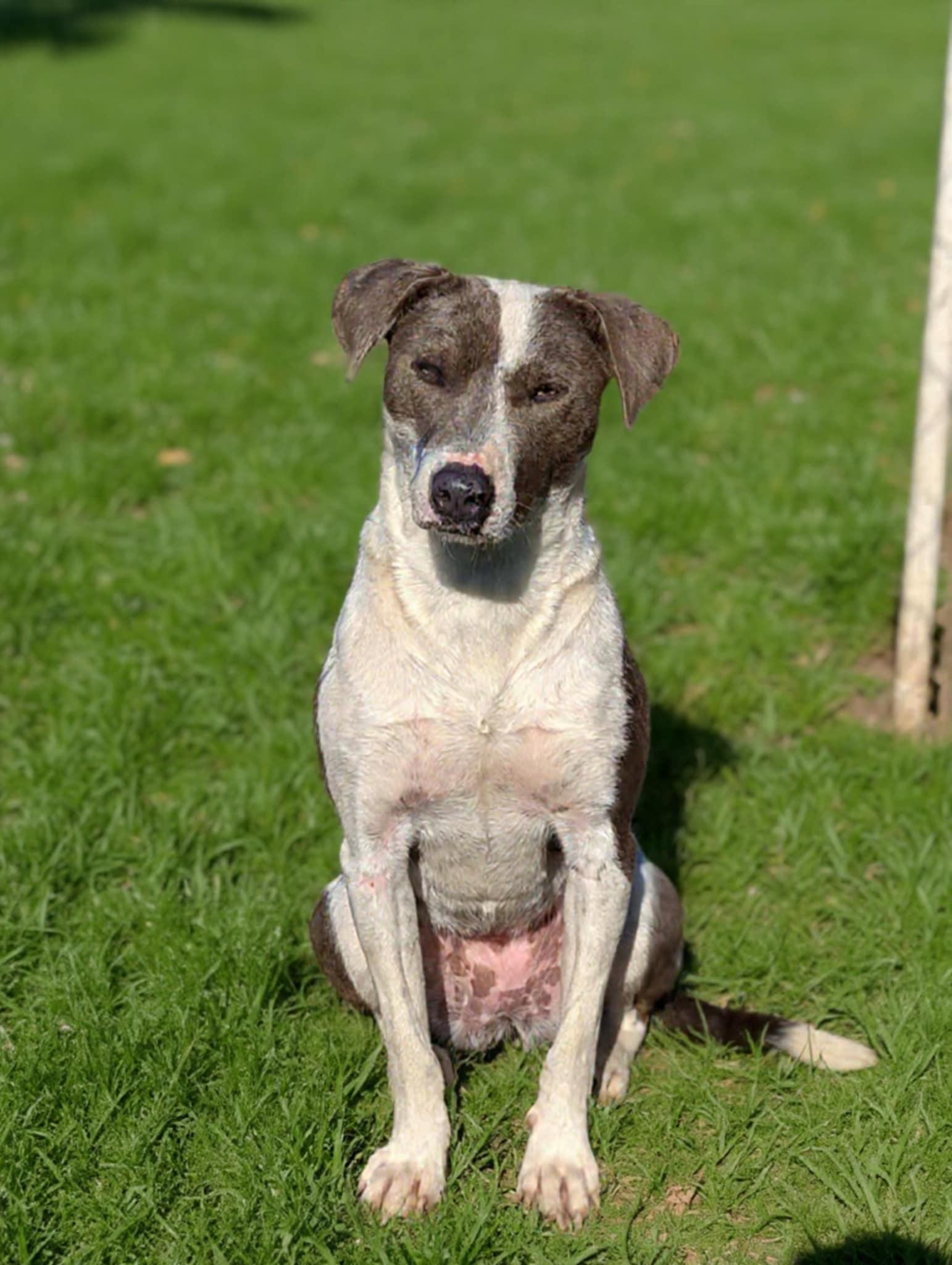 Enlarge Rarity, a Adoptable mixed breed in San Jose, CA image 1/5