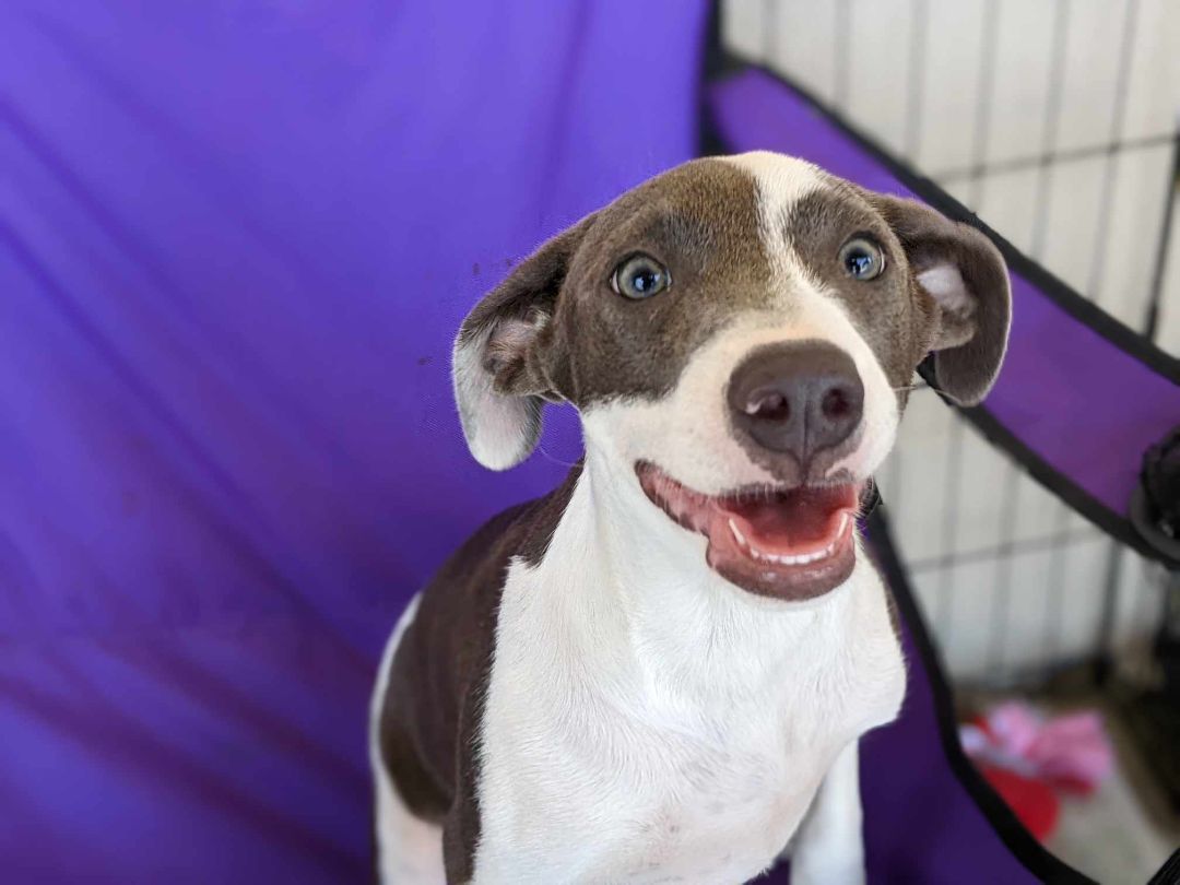 Enlarge Rarity, a Adoptable mixed breed in San Jose, CA image 4/6