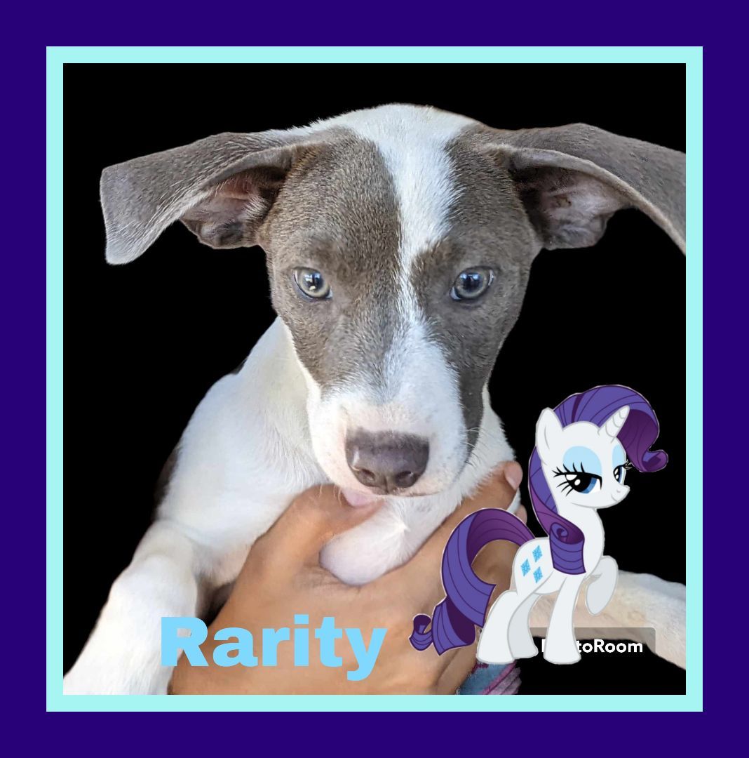 Enlarge Rarity, a Adoptable mixed breed in San Jose, CA image 6/6