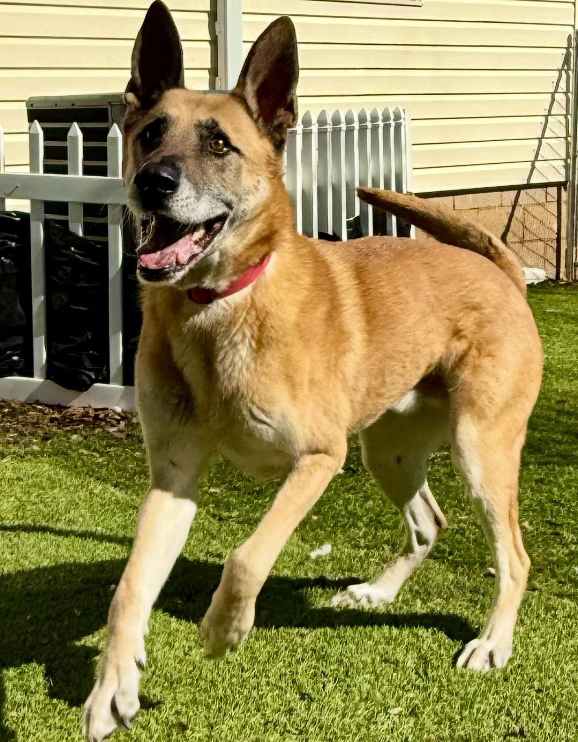 Jack, a Adopted mixed breed in Mooresville, NC image 2/3