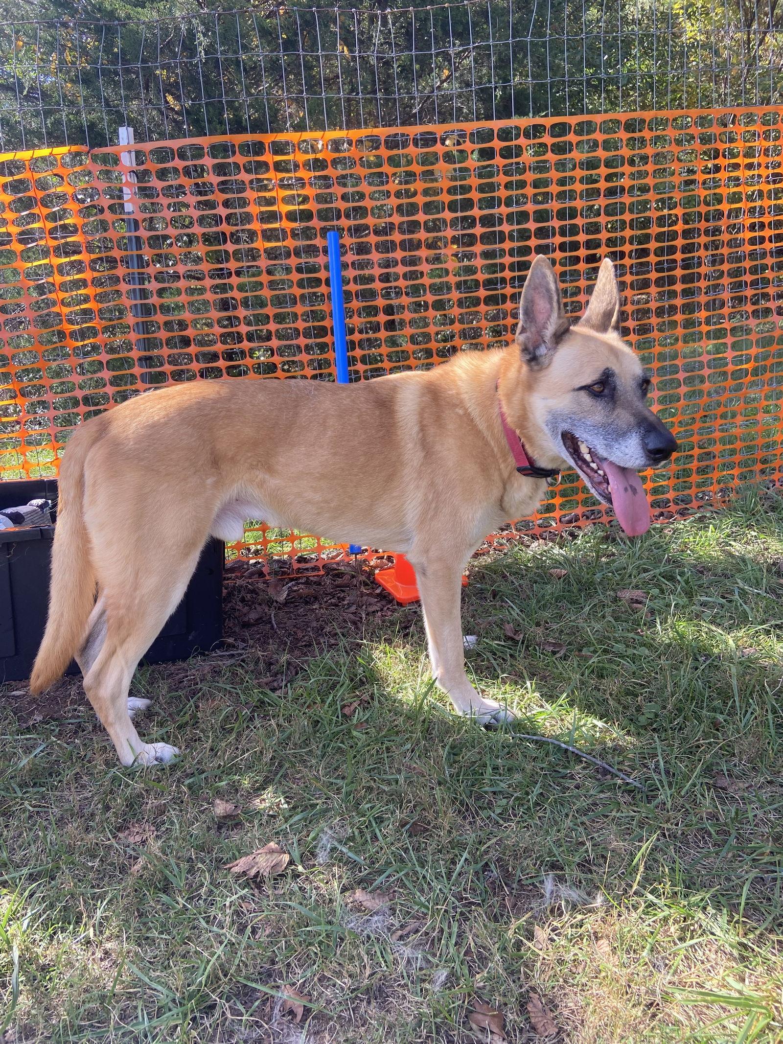 Enlarge Jack, a Adopted mixed breed in Mooresville, NC image 3/3