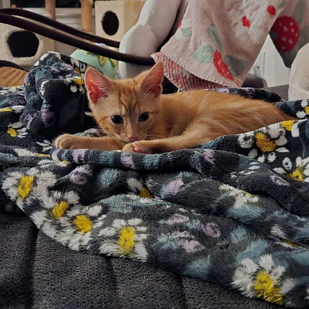 Enlarge Pumpkin, a Adoptable Domestic Short Hair in Sanford, NC image 5/6