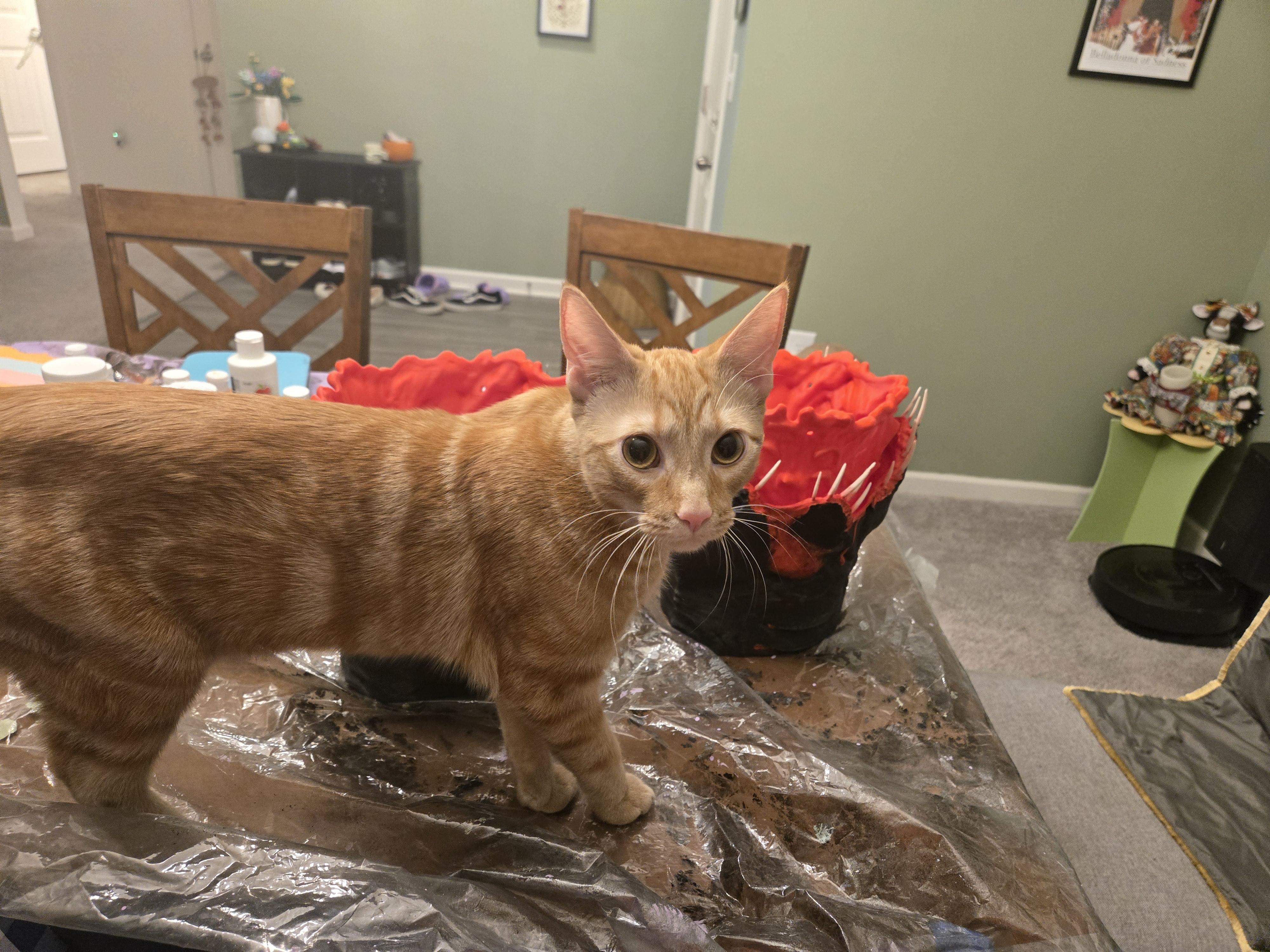 Pumpkin, Adoptable, Kitten Male Domestic Short Hair.