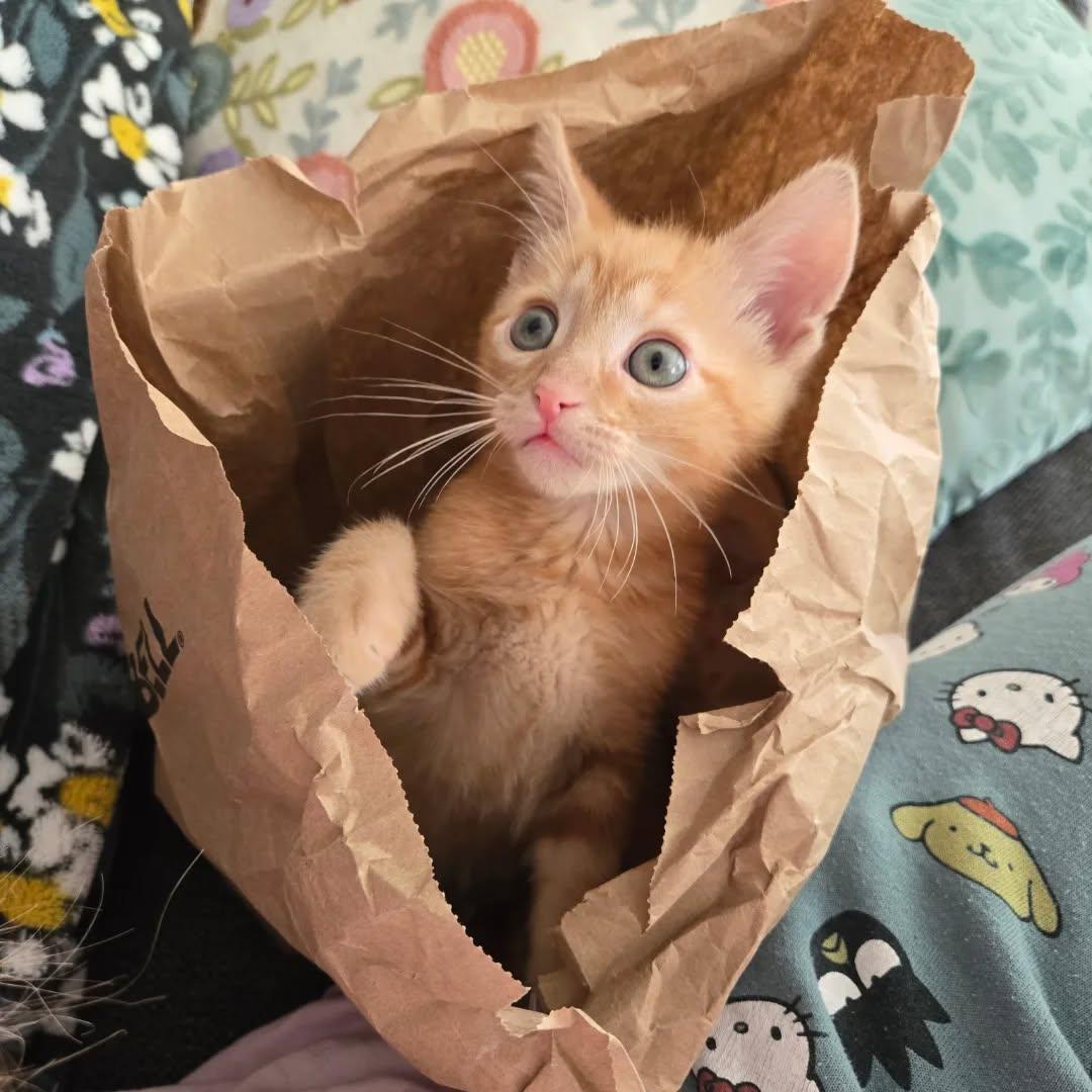 Enlarge Pumpkin, a Adoptable Domestic Short Hair in Sanford, NC image 6/6