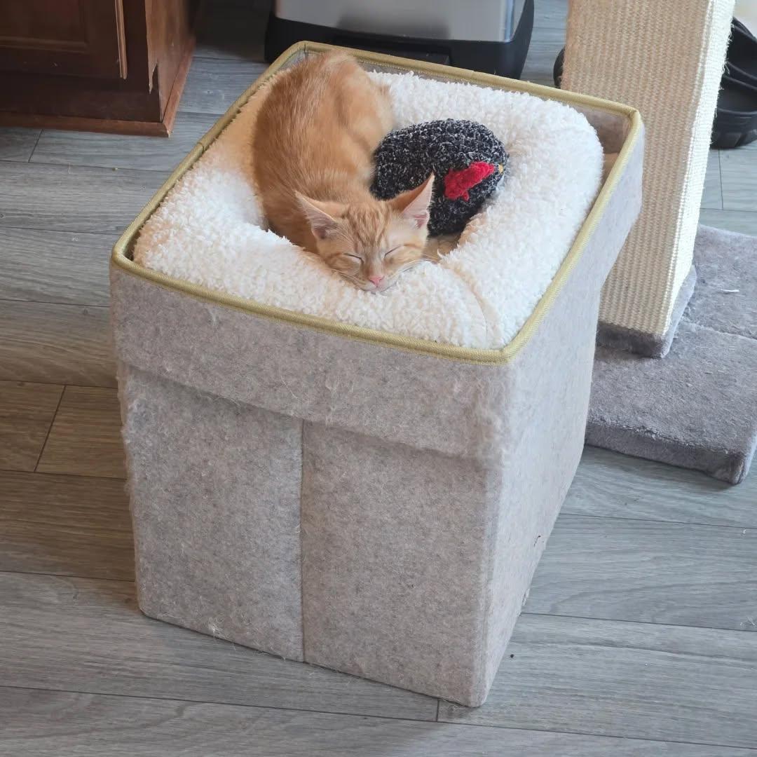 Enlarge Pumpkin, a Adoptable Domestic Short Hair in Sanford, NC image 3/6