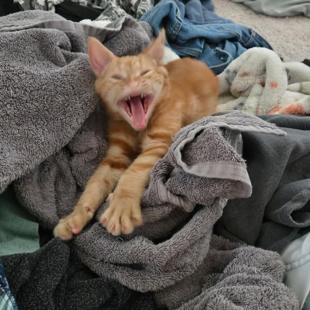 Pumpkin, Adoptable, Kitten Male Domestic Short Hair.