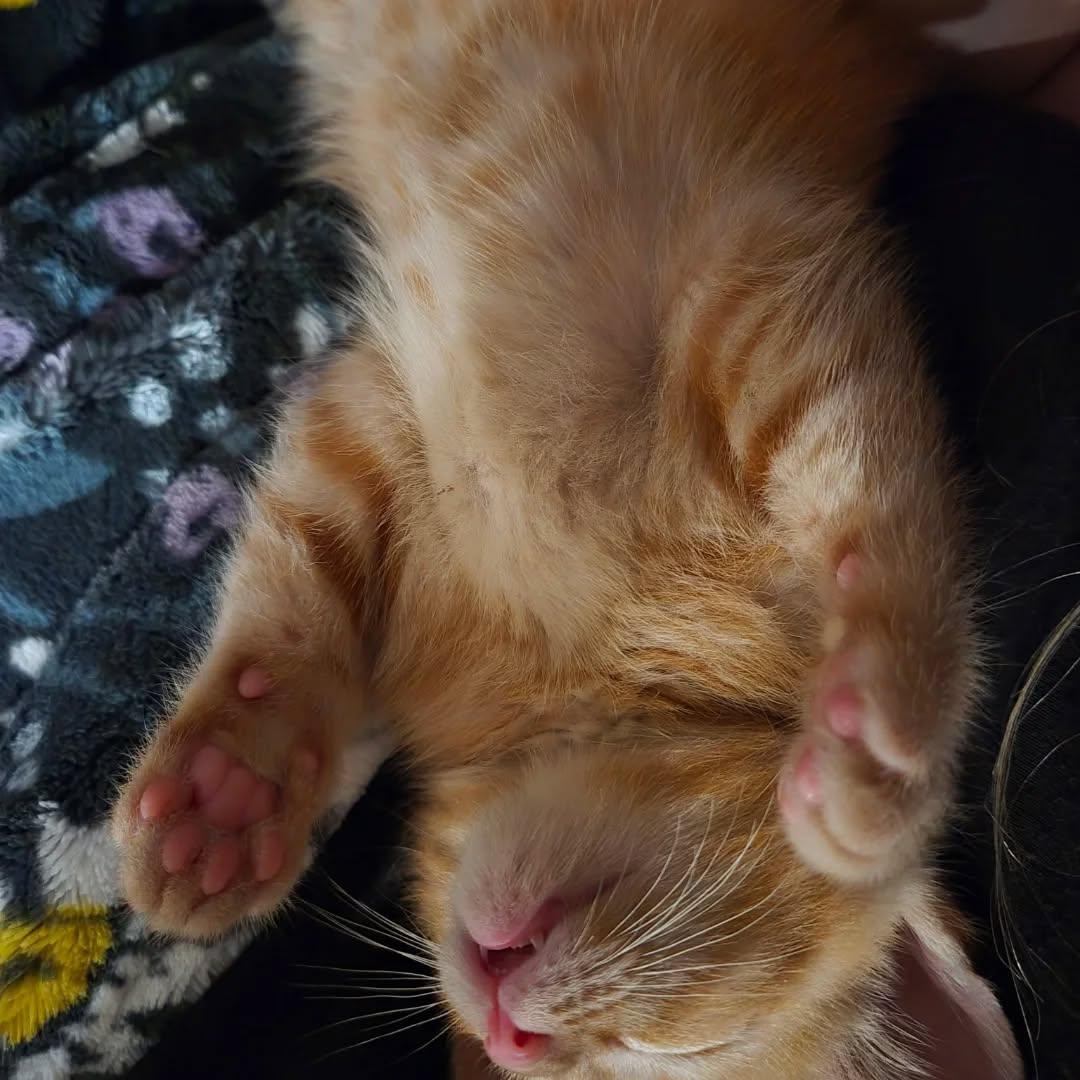 Enlarge Pumpkin, a Adoptable Domestic Short Hair in Sanford, NC image 2/6