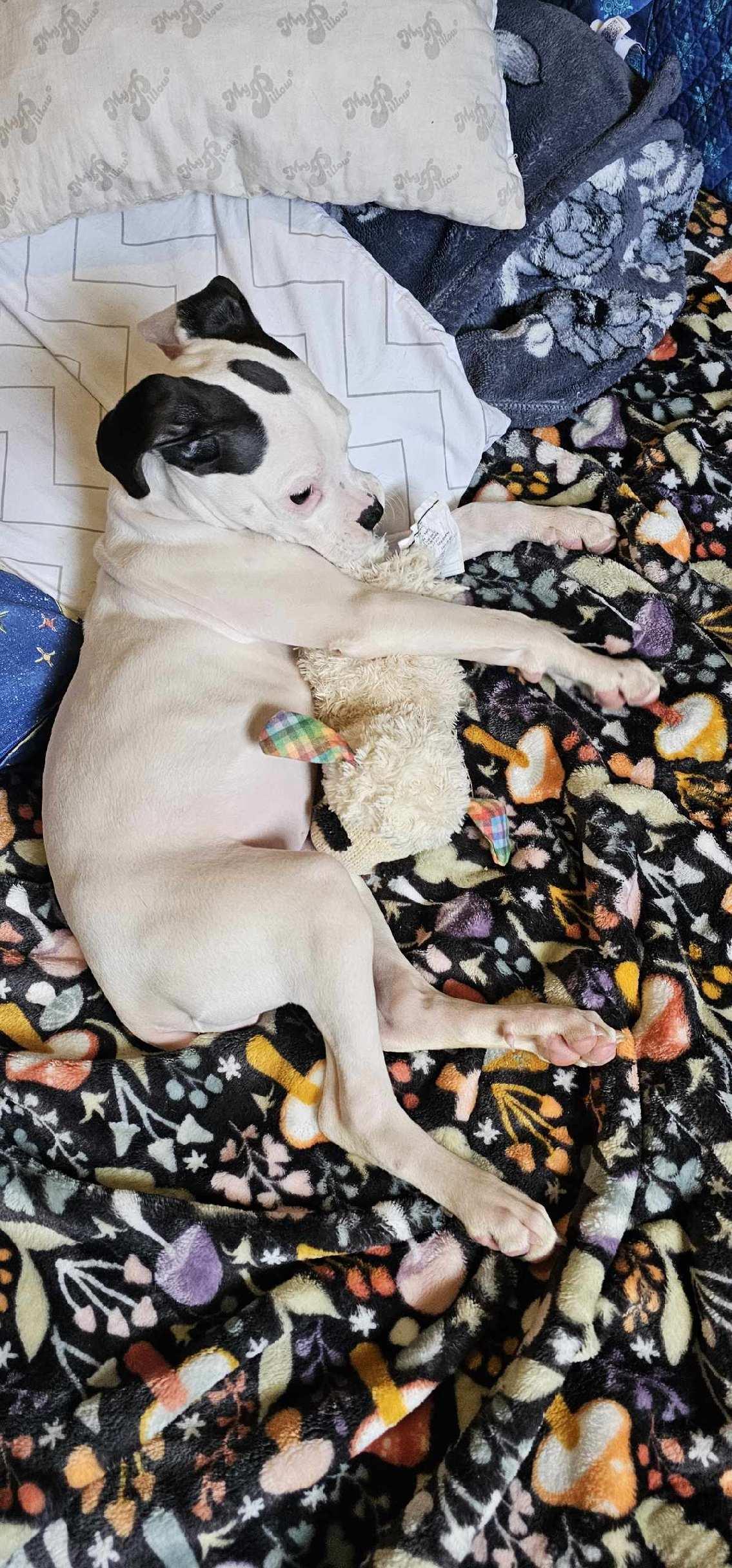 Enlarge Liora , an adopted Boxer in Cosby, TN image 2/6