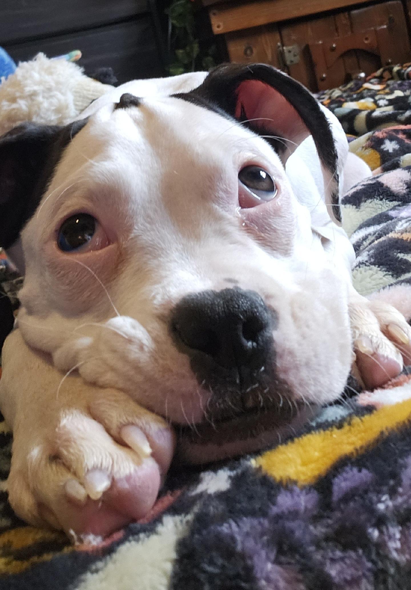 Enlarge Liora , an adopted Boxer in Cosby, TN image 4/6