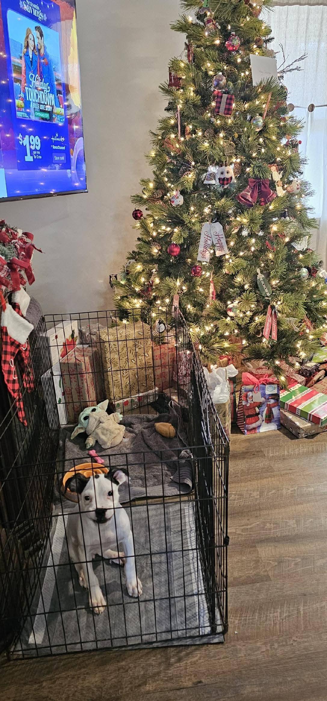 Enlarge Liora , an adopted Boxer in Cosby, TN image 5/6