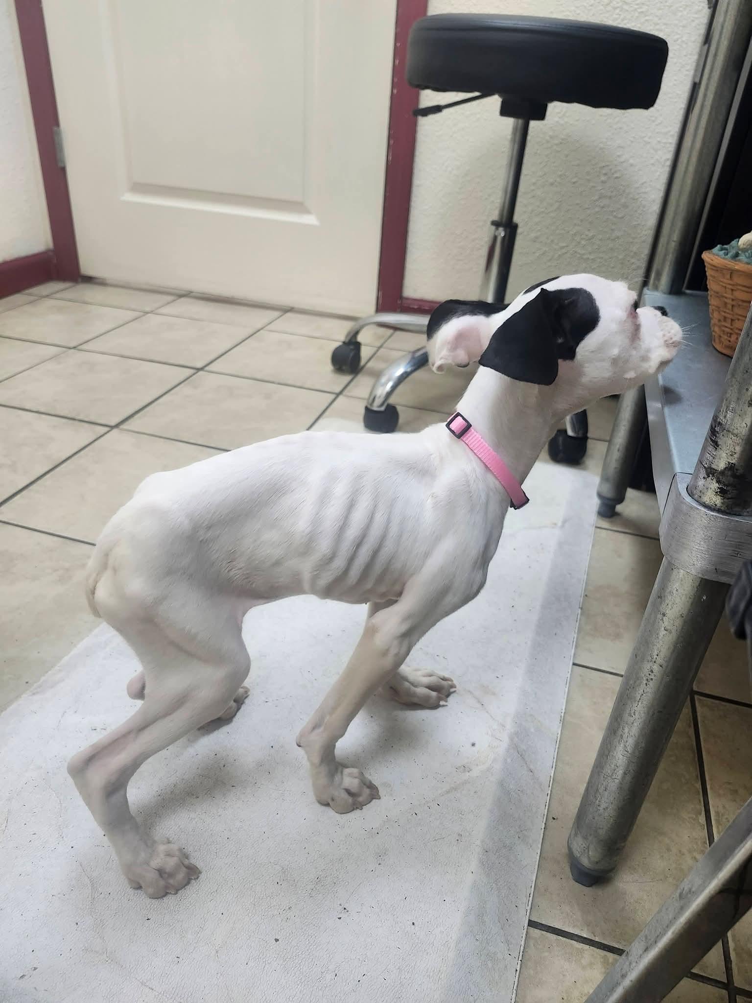 Liora , adopted, Young Female Boxer.