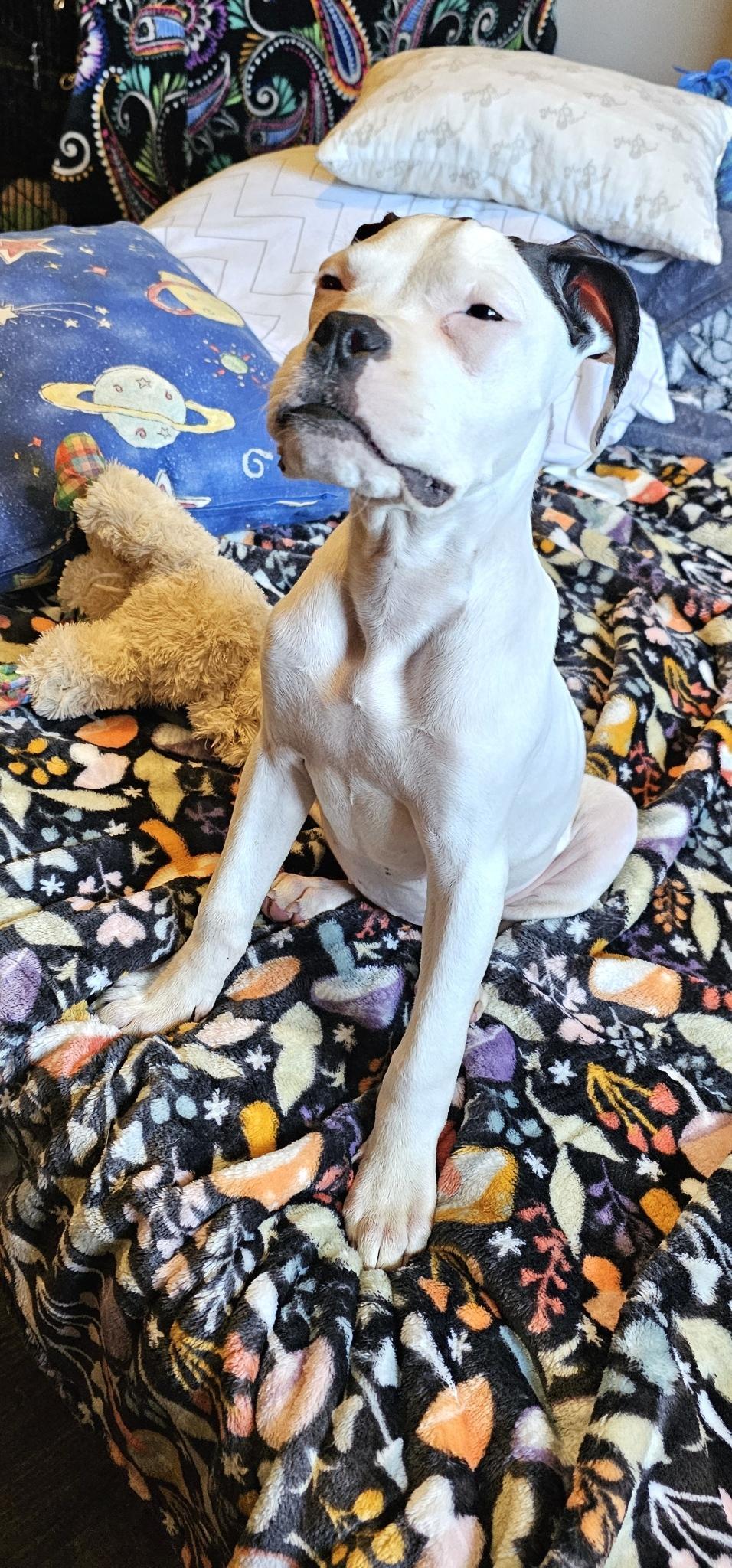 Enlarge Liora , an adopted Boxer in Cosby, TN image 3/6