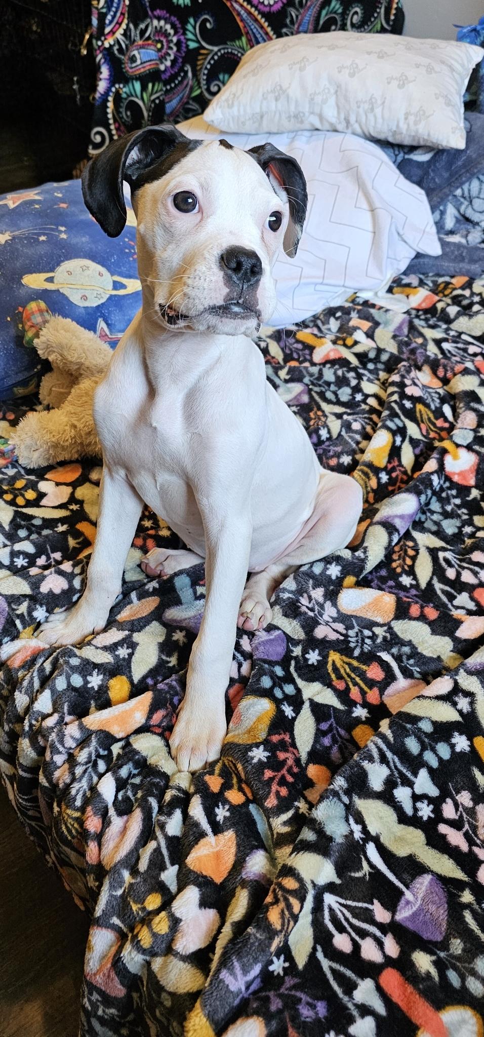 Enlarge Liora , an adopted Boxer in Cosby, TN image 6/6