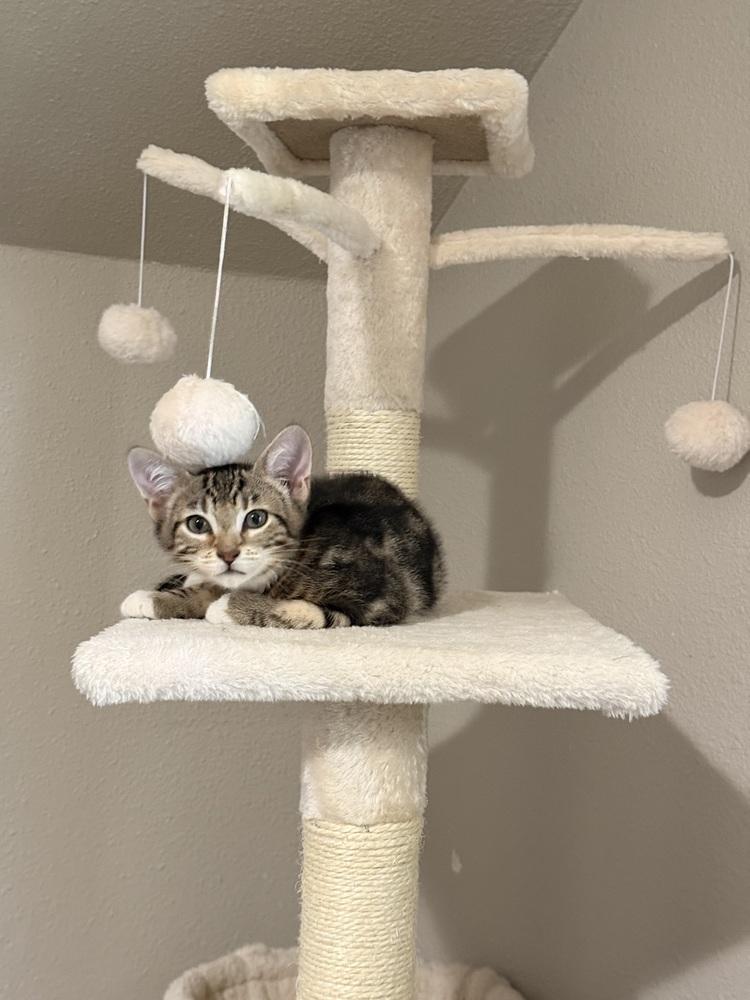 Biscotti, Adoptable, Kitten Male Domestic Short Hair.