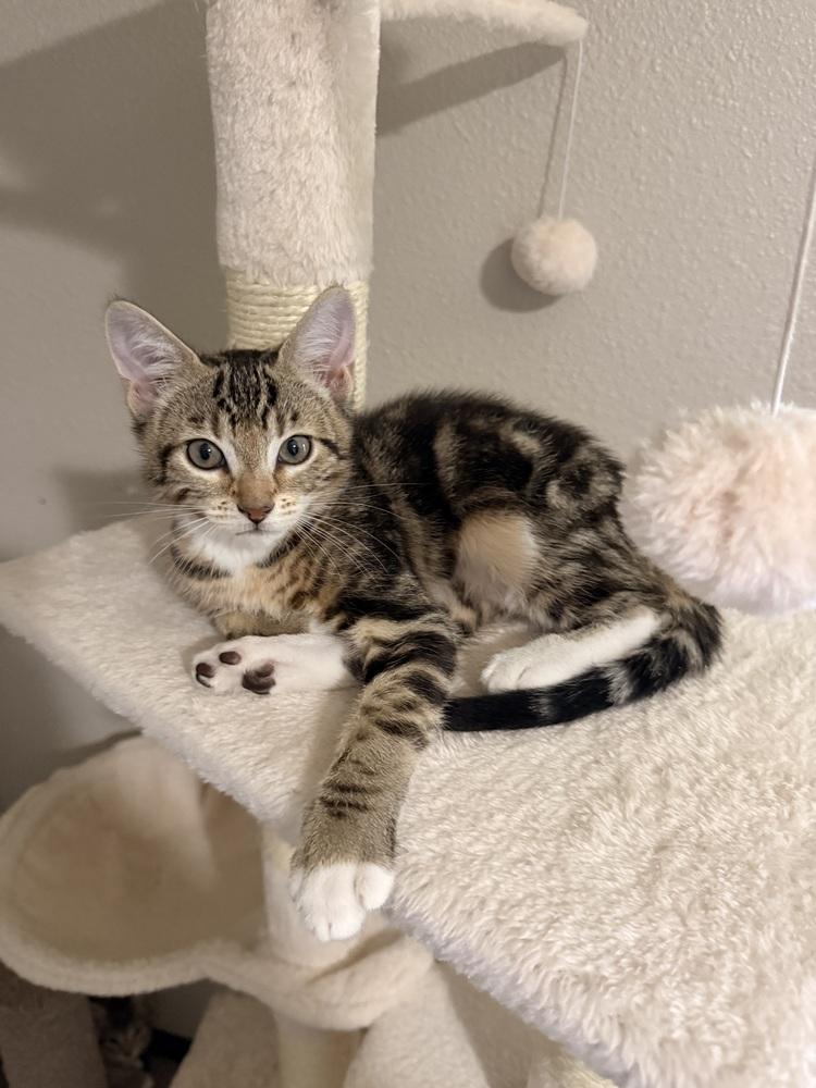 Enlarge Biscotti, a Adoptable Domestic Short Hair in Bellingham, WA image 2/4