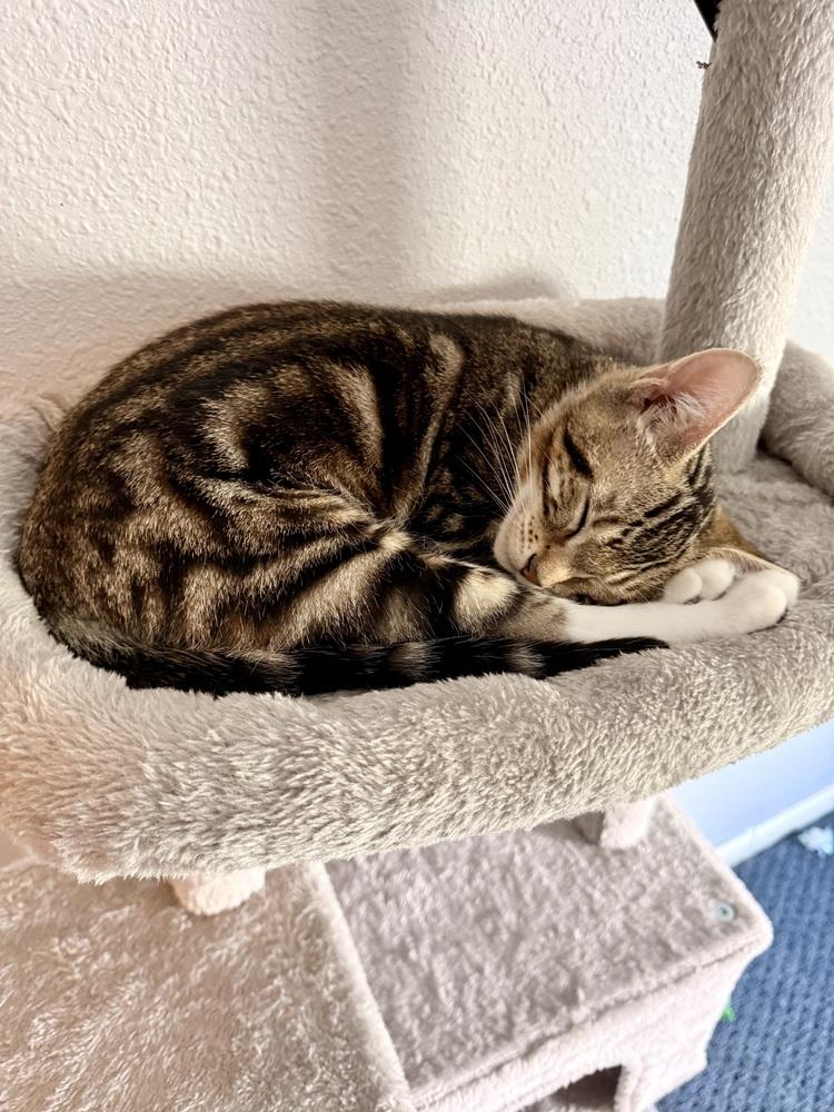 Enlarge Biscotti, a Adoptable Domestic Short Hair in Bellingham, WA image 3/4