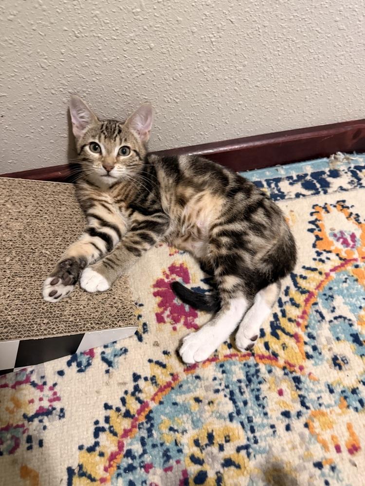 Enlarge Biscotti, a Adoptable Domestic Short Hair in Bellingham, WA image 4/4