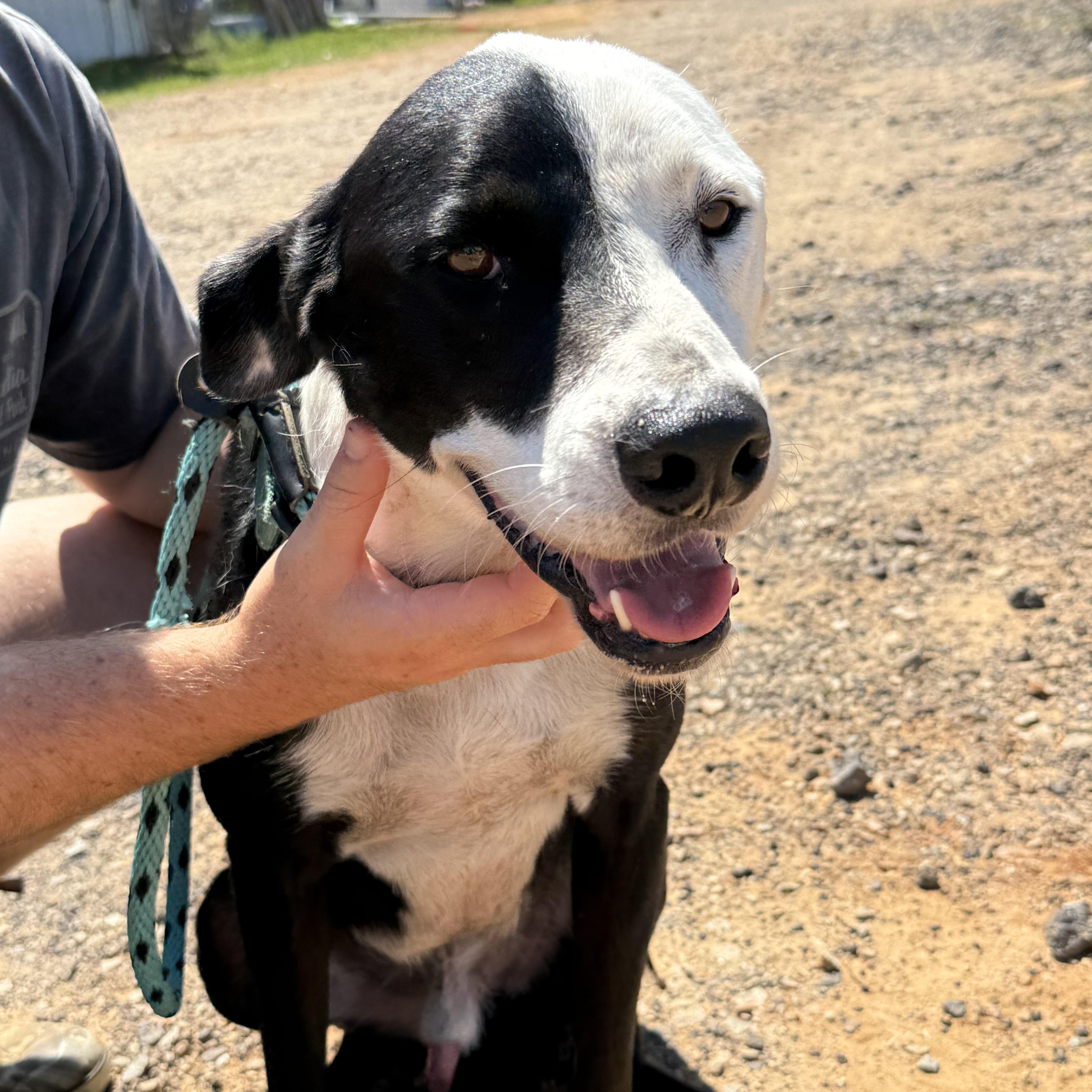 Enlarge Tiny, a Adoptable mixed breed in Port Byron , NY image 6/6