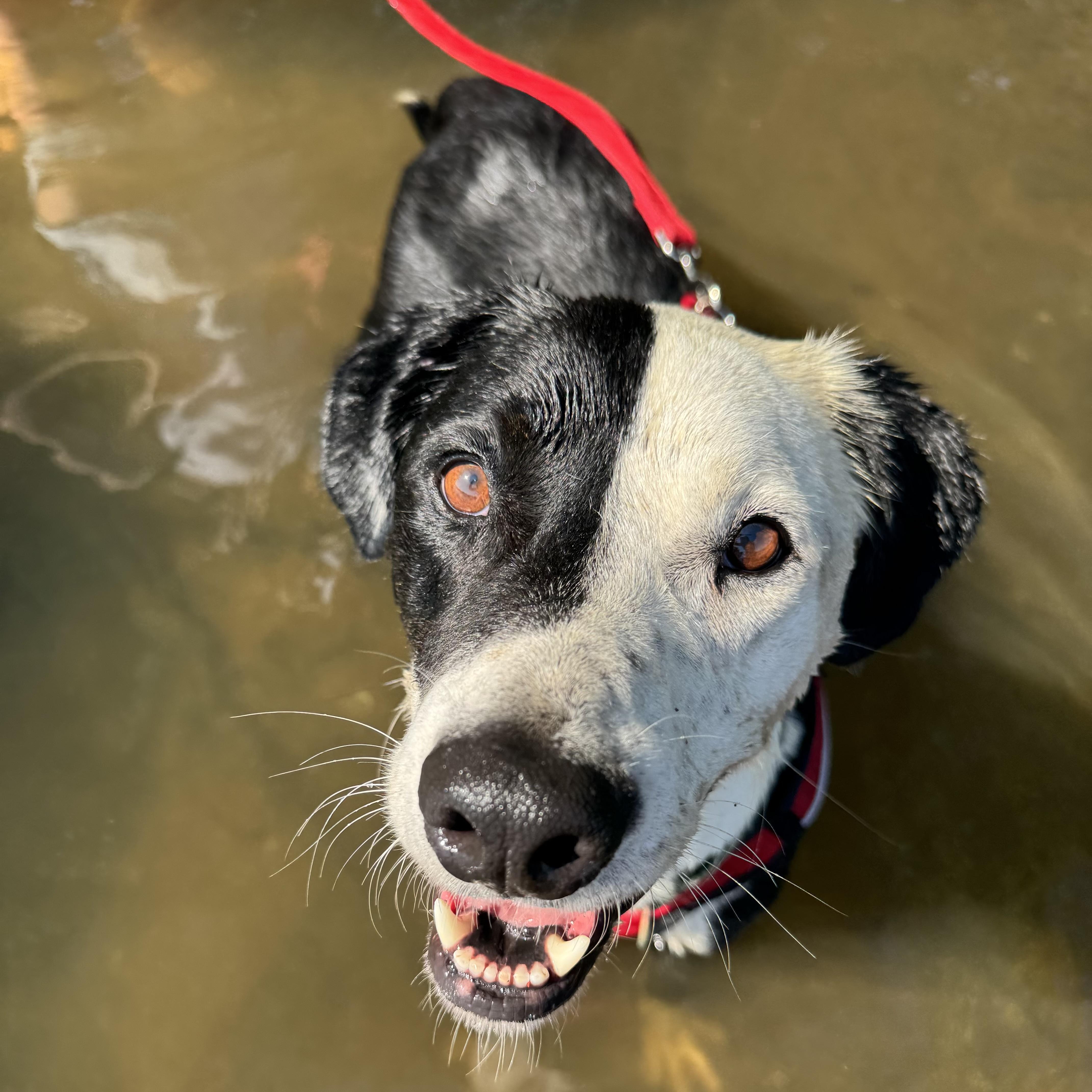 Enlarge Tiny, a Adoptable mixed breed in Port Byron , NY image 2/6