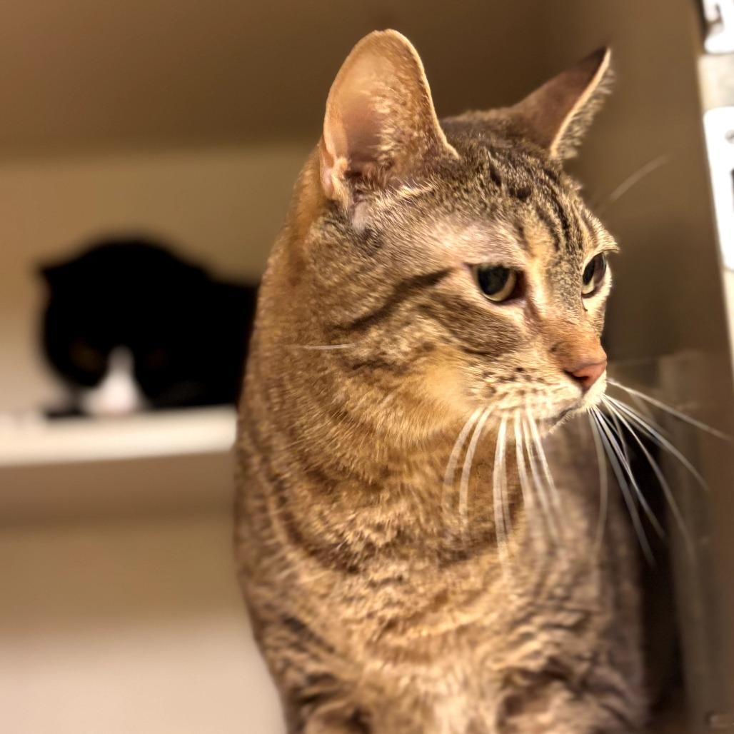 Bobbie, Adoptable, Adult Female Domestic Short Hair.