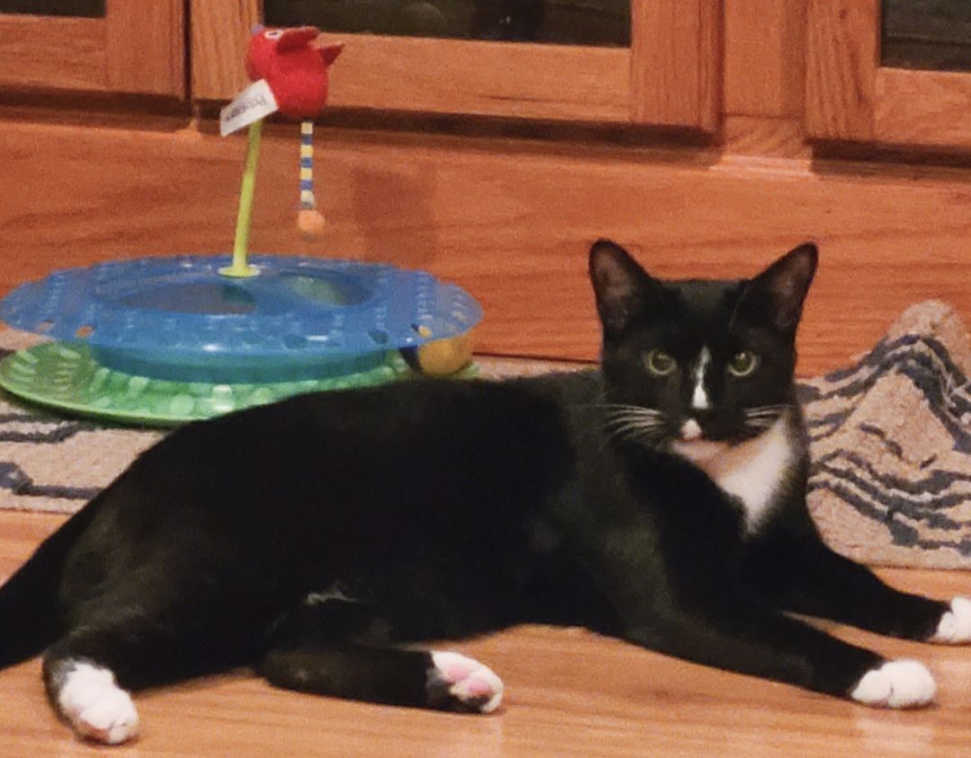 Enlarge Moose, a Adoptable Domestic Short Hair in Boiling Springs, PA image 6/8