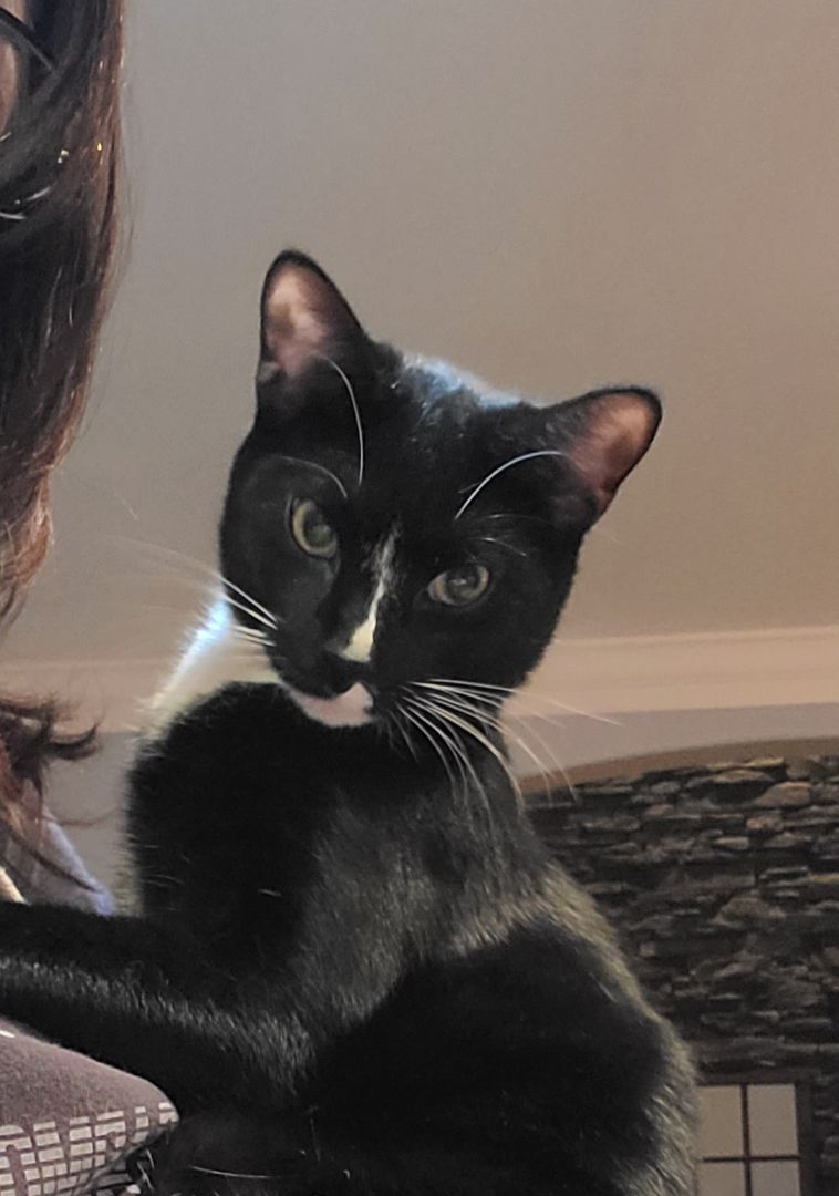 Enlarge Moose, a Adoptable Domestic Short Hair in Boiling Springs, PA image 7/8