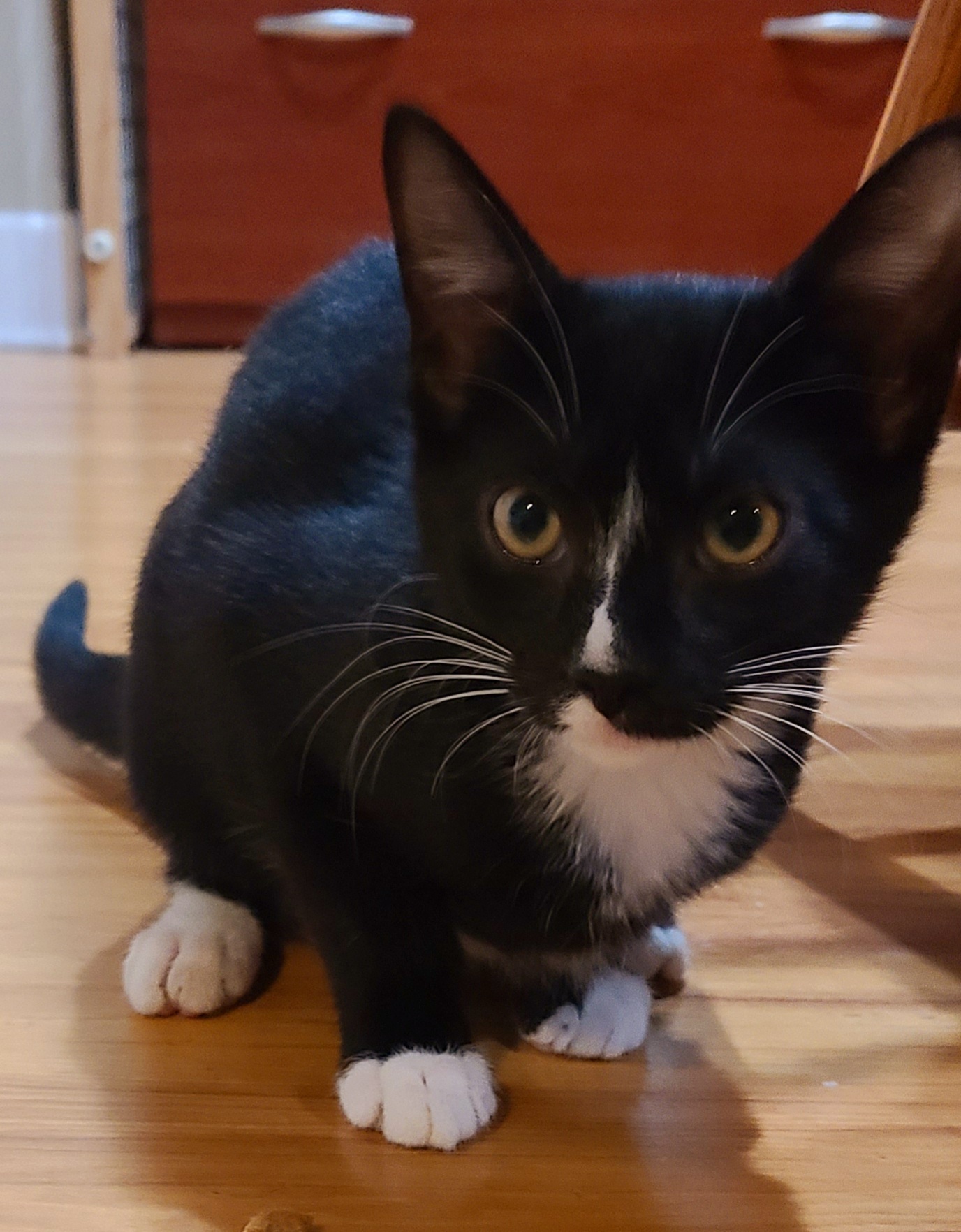 Enlarge Moose, a Adoptable Domestic Short Hair in Boiling Springs, PA image 8/8