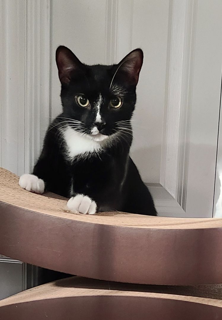 Enlarge Moose, a Adoptable Domestic Short Hair in Boiling Springs, PA image 1/8