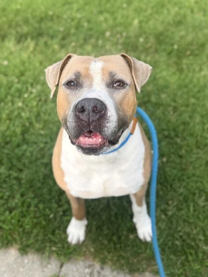 Zane, Adoptable, Adult Male Mixed Breed & Mixed Breed.