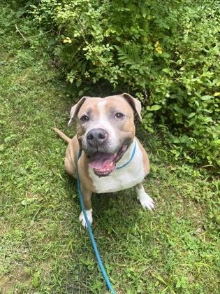 Enlarge Zane, a Adoptable mixed breed in Fallston, MD image 2/3