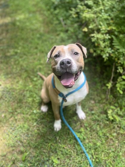 Enlarge Zane, a Adoptable mixed breed in Fallston, MD image 3/3