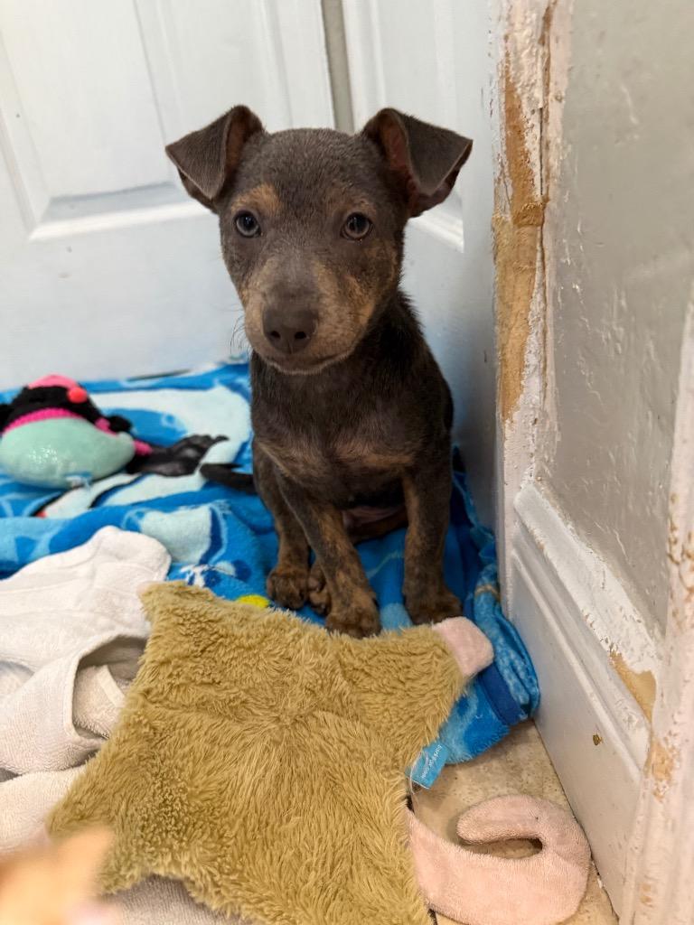 Enlarge Tadpole, a Adoptable mixed breed in Orlando, FL image 1/4